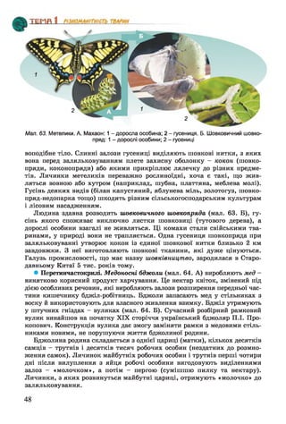Мал. 63. Метелики. А. Махаон: 1 - доросла особина; 2 - гусениця. Б. Шовковичний шовко­
пряд: 1 - дорослі особини; 2 - гусениці
воподібне тіло. Слинні залози гусениці виділяють шовкові нитки, з яких
вона перед заляльковуванням плете захисну оболонку —кокон (шовко­
пряди, коконопряди) або якими прикріплює лялечку до різних предме­
тів. Личинки метеликів переважно рослиноїдні, хоча є такі, що жив­
ляться вовною або хутром (наприклад, шубна, платтяна, меблева молі).
Гусінь деяких видів (білан капустяний, яблунева міль, золотогуз, шовко-
пряд-недопарка тощо) шкодить різним сільськогосподарським культурам
і лісовим насадженням.
Людина здавна розводить шовковичного шовкопряда (мал. 63. Б), гу­
сінь якого споживає виключно листки шовковиці (тутового дерева), а
дорослі особини взагалі не живляться. Ці комахи стали свійськими тва­
ринами, у природі вони не трапляється. Одна гусениця шовкопряда при
заляльковуванні утворює кокон із єдиної шовкової нитки близько 2 км
завдовжки. З неї виготовляють шовкові тканини, які дуже цінуються.
Галузь промисловості, що має назву шовківництво, зародилася в Старо­
давньому Китаї 5 тис. років тому.
• Перетинчастокрилі. Медоносні бджоли (мал. 64. А) виробляють мед -
винятково корисний продукт харчування. Це нектар квіток, змінений під
дією особливих речовин, які виробляють залози розширення передньої час­
тини кишечнику бджіл-робітниць. Бджоли запасають мед у стільниках з
воску й використовують для власного живлення взимку. Бджіл утримують
у штучних гніздах —вуликах (мал. 64. Б). Сучасний розбірний рамковий
вулик винайшов на початку XIX сторіччя український бджоляр П.І. Про-
копович. Конструкція вулика дає змогу заміняти рамки з медовими стіль­
никами новими, не порушуючи життя бджолиної родини.
Бджолина родина складається з однієї цариці (матки), кількох десятків
самців —трутнів і десятків тисяч робочих особин (нездатних до розмно­
ження самок). Личинок майбутніх робочих особин і трутнів перші чотири
дні після вилуплення з яйця робочі особини вигодовують виділеннями
залоз — «молочком», а потім — пергою (сумішшю пилку та нектару).
Личинки, з яких розвинуться майбутні цариці, отримують «молочко» до
заляльковування.
48
 