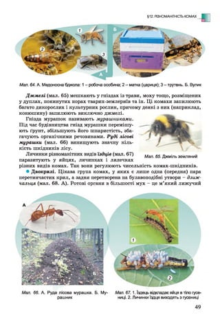 §12. РІЗНОМАНІТНІСТЬ КОМАХ - Е
Мал. 64. А. Медоносна бджола: 1- робоча особина; 2 - матка (цариця); 3 - трутень. Б. Вулик
Джмелі (мал. 65) мешкають у гніздах із трави, моху тощо, розміщених
у дуплах, покинутих норах тварин-землериїв та ін. Ці комахи запилюють
багато дикорослих і культурних рослин, причому деякі з них (наприклад,
конюшину) запилюють виключно джмелі.
Гнізда мурашок називають мурашниками.
Під час будівництва гнізд мурашки перемішу­
ють ґрунт, збільшують його шпаристість, зба­
гачують органічними речовинами. Руді лісові
мурашки (мал. 66) винищують значну кіль­
кість шкідників лісу.
Личинки різноманітних видів їздців (мал. 67)
паразитують у яйцях, личинках і лялечках
різних видів комах. Так вони регулюють чисельність комах-шкідників.
• Двокрилі. Цікава група комах, у яких є лише одна (передня) пара
перетинчастих крил, а задня перетворена на булавоподібні утвори - дзиж-
чальця (мал. 68. А). Ротові органи в більшості мух - це м’який лижучий
Мал. 65. Джміль земляний
Мал. 66. А. Руда лісова мурашка. Б. Му- Мал. 67.1. їздець відкладає яйця в тіло гусе-
рашник ниці. 2. Личинки їздця виходять з гусениці
 