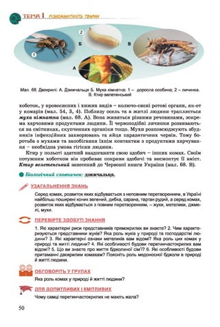ТЕМП 1________________
Мал. 68. Двокрилі: А. Дзижчальця Б. Муха кімнатна: 1 - доросла особина; 2 - личинка.
В. Ктир велетенський
хоботок, у кровосисних і хижих видів - колючо-сисні ротові органи, як-от
у комарів (мал. 54, 3, 4). Поблизу осель та в житлі людини трапляється
муха кімнатна (мал. 68. А). Вона живиться різними речовинами, зокре­
ма харчовими продуктами людини. Її червоподібні личинки розвивають­
ся на смітниках, скупченнях органіки тощо. Мухи розповсюджують збуд­
ників інфекційних захворювань та яйця паразитичних червів. Тому бо­
ротьба з мухами та запобігання їхнім контактам з продуктами харчуван­
ня - необхідна умова гігієни людини.
Ктир у польоті здатний наздоганяти свою здобич - інших комах. Своїм
потужним хоботком він пробиває покриви здобичі та висмоктує її вміст.
Ктир велетенський занесений до Червоної книги України (мал. 68. В).
Ф Біологічний словничок: дзижчальця.
^ УЗАГАЛЬНЕННЯ ЗНАНЬ
Серед комах, розвиток яких відбувається з неповним перетворенням, в Україні
найбільш поширені коник зелений, дибка, сарана, тарган рудий, а серед комах,
розвиток яких відбувається з повним перетворенням, - жуки, метелики, джме­
лі, мухи.
ПЕРЕВІРТЕ ЗДОБУТІ ЗНАННЯ
1. Які характерні риси представників прямокрилих ви знаєте? 2. Чим характе­
ризуються представники жуків? Яка роль жуків у природі та господарстві лю­
дини? 3. Які характерні ознаки метеликів вам відомі? Яка роль цих комах у
природі та житті людини? 4. Які особливості будови перетинчастокрилих вам
відомі? 5. Що ви знаєте про життя бджолиної сім’ї? 6. Які особливості будови
притаманні двокрилим комахам? Поясніть роль медоносної бджоли в природі
й житті людини.
ОБГОВОРІТЬ У ГРУПАХ
Яка роль комах у природі й житті людини?
ДЛЯ ДОПИТЛИВИХ І КМІТЛИВИХ
Чому самці перетинчастокрилих не мають жала?
50
 