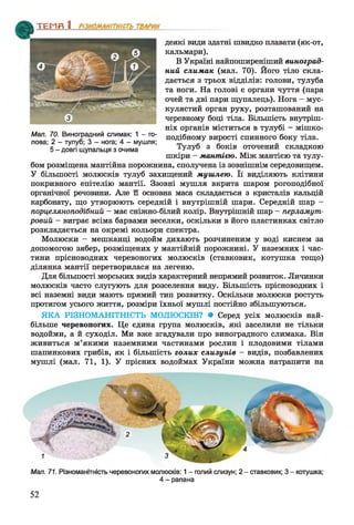ТЕМП 1________________
деякі види здатні швидко плавати (як-от,
кальмари).
В Україні найпоширеніший виноград­
ний слимак (мал. 70). Його тіло скла­
дається з трьох відділів: голови, тулуба
та ноги. На голові є органи чуття (пара
очей та дві пари щупалець). Нога - мус­
кулястий орган руху, розташований на
черевному боці тіла. Більшість внутріш­
ніх органів міститься в тулубі - мішко­
подібному вирості спинного боку тіла.
Тулуб з боків оточений складкою
шкіри - мантією. Між мантією та тулу­
бом розміщена мантійна порожнина, сполучена із зовнішнім середовищем.
У більшості молюсків тулуб захищений мушлею. Її виділяють клітини
покривного епітелію мантії. Ззовні мушля вкрита шаром рогоподібної
органічної речовини. Але и основна маса складається з кристалів кальцій
карбонату, що утворюють середній і внутрішній шари. Середній шар -
порцеляноподібний - має сніжно-білий колір. Внутрішній шар - перламут­
ровий —виграє всіма барвами веселки, оскільки в його пластинках світло
розкладається на окремі кольори спектра.
Молюски - мешканці водойм дихають розчиненим у воді киснем за
допомогою зябер, розміщених у мантійній порожнині. У наземних і час­
тини прісноводних черевоногих молюсків (ставковик, котушка тощо)
ділянка мантії перетворилася на легеню.
Для більшості морських видів характерний непрямий розвиток. Личинки
молюсків часто слугують для розселення виду. Більшість прісноводних і
всі наземні види мають прямий тип розвитку. Оскільки молюски ростуть
протягом усього життя, розміри їхньої мушлі постійно збільшуються.
ЯКА РІЗНОМАНІТНІСТЬ МОЛЮСКІВ? • Серед усіх молюсків най­
більше черевоногих. Це єдина група молюсків, які заселили не тільки
водойми, а й суходіл. Ми вже згадували про виноградного слимака. Він
живиться м’якими наземними частинами рослин і плодовими тілами
шапинкових грибів, як і більшість голих слизунів - видів, позбавлених
мушлі (мал. 71, 1). У прісних водоймах України можна натрапити на
Мал. 70. Виноградний слимак: 1 - го­
лова; 2 - тулуб; 3 - нога; 4 - мушля;
5 - довгі щупальця з очима
Мал. 71. Різноманітність черевоногих молюсків: 1- голий слизун; 2 - ставковик; 3 - котушка;
4 - рапана
52
 