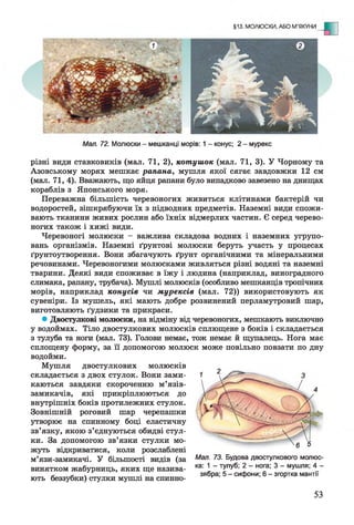 Мал. 72. Молюски - мешканці морів: 1 - конус; 2 - мурекс
різні види ставковиків (мал. 71, 2), котушок (мал. 71, 3). У Чорному та
Азовському морях мешкає рапана, мушля якої сягає завдовжки 12 см
(мал. 71, 4). Вважають, що яйця рапани було випадково завезено на днищах
кораблів з Японського моря.
Переважна більшість черевоногих живиться клітинами бактерій чи
водоростей, зішкрябуючи їх з підводних предметів. Наземні види спожи­
вають тканини живих рослин або їхніх відмерлих частин. Є серед черево­
ногих також і хижі види.
Черевоногі молюски - важлива складова водних і наземних угрупо­
вань організмів. Наземні ґрунтові молюски беруть участь у процесах
ґрунтоутворення. Вони збагачують ґрунт органічними та мінеральними
речовинами. Черевоногими молюсками живляться різні водяні та наземні
тварини. Деякі види споживає в їжу і людина (наприклад, виноградного
слимака, рапану, трубача). Мушлі молюсків (особливо мешканців тропічних
морів, наприклад конусів чи мурексів (мал. 72)) використовують як
сувеніри. Із мушель, які мають добре розвинений перламутровий шар,
виготовляють ґудзики та прикраси.
* Двостулкові молюски, на відміну від черевоногих, мешкають виключно
у водоймах. Тіло двостулкових молюсків сплющене з боків і складається
з тулуба та ноги (мал. 73). Голови немає, тож немає й щупалець. Нога має
сплощену форму, за її допомогою молюск може повільно повзати по дну
водойми.
Мушля двостулкових молюсків
складається з двох стулок. Вони зами­
каються завдяки скороченню м’язів-
замикачів, які прикріплюються до
внутрішніх боків протилежних стулок.
Зовнішній роговий шар черепашки
утворює на спинному боці еластичну
зв’язку, якою з’єднуються обидві стул­
ки. За допомогою зв’язки стулки мо­
жуть відкриватися, коли розслаблені
м’язи-замикачі. У більшості видів (за
винятком жабурниць, яких ще назива­
ють беззубки) стулки мушлі на спинно-
Мал. 73. Будова двостулкового молюс­
ка: 1 - тулуб; 2 - нога; 3 - мушля; 4 -
зябра; 5 - сифони; 6 - згортка мантії
53
 