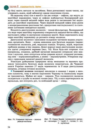 му боці мають виступи та заглибини. Вони розташовані таким чином, що
утворюють замок, який забезпечує краще сполучення стулок.
На задньому кінці тіла в мантії є ще два отвори - сифони, що ведуть до
мантійної порожнини; через ці сифони відбувається безперервний рух
води: через нижній ввідний сифон вода разом із частинками їжі надхо­
дить до мантійної порожнини. Через верхній вивідний сифон вона разом
з неперетравленими рештками їжі, продуктами життєдіяльності та стате­
вими клітинами виводиться назовні.
Більшість двостулкових молюсків - типові фільтратори. Безперервний
тік води через мантійну порожнину створюється завдяки биттю війок, що
вистеляють зябра та внутрішню поверхню мантії. Вони переганяють воду
через мантійну порожнину до ротового отвору молюска.
Двостулкові молюски є важливою складовою частиною водних угрупо­
вань організмів. Вони - основа живлення для багатьох водяних тварин:
головоногих молюсків, риб, морських ссавців. Устриць, мідій, морських
гребінців вживає в їжу людина. Деякі морські види двостулкових молюс­
ків здатні утворювати перлини (мал. 74). Коли будь-яке стороннє тіло
(наприклад, піщинка, дрібний організм) випадково потрапляє між ман­
тією і мушлею, воно оточується всіма шарами мушлі: усередині роговим,
над ним - порцеляноподібним, а ззовні - перламутровим. Утворення пер­
лин є прикладом захисної реакції молюсків.
Унаслідок руйнування природних місць мешкання та масового про­
мислу чисельність багатьох видів молюсків скорочується. До Червоної
книги України занесено 17 видів черевоногих та 3 види двостулкових
(зокрема, устриця їстівна) молюсків.
• Головоногі молюски поширені виключно в океанах і морях з висо­
кою солоністю, тому в значно опріснених Чорному та Азовському морях
не трапляються. Майже всі вони - хижаки. Тіло головоногого молюска
складається з тулуба та великої голови (мал. 75), а нога перетворилася на
щупальця, які оточують рот, та особливий орган - лійку.
ТЕМП 1________________
Мал. 74. Утворення перлини - захисна Мал. 75. Схема будови головоногого молюс-
реакція молюска ка - кальмара: 1 - тулуб; 2 - голова; 3 - очі;
4 - щупальця
54
 