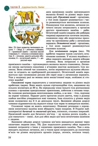 ТЕМ А І] тттм сгь тварин
двох проміжних хазяїв: прісноводного
молюска бітинії та різних видів коро­
пових риб. Проміжні хазяї - організми,
у тілі яких паразит розвивається і час­
то розмножується нестатевим шляхом.
Покинувши тіло молюска, личинки ко­
тячого сисуна потрапляють в організм
другого проміжного хазяїна - риби.
Остаточний хазяїн (людина або рибоїдна
тварина) заражається котячим сисуном,
споживши сиру або недостатньо просо­
лену чи просмажену рибу з личинками
паразита. Остаточні хазяї —організми,
у тілі яких паразит розмножується
статевим шляхом.
Для печінкового сисуна (мал. 78)
хребетні тварини також слугують оста­
точними хазяями. У мілких водоймах з
яйця паразита виходить вкрита війками
личинка. Вона потрапляє в організм
проміжного хазяїна - прісноводного молюска малого ставковика. Личин­
ки сисуна наступного покоління з м’язовим хвостом залишають тіло мо­
люска. Вони певний час плавають, потім вкриваються щільною оболон­
кою та осідають на прибережній рослинності. Остаточний хазяїн зара-
жується при споживанні рослин або сирої води з личинками паразита.
Тож у жодному разі не можна пити некип’яченої води, особливо зі сто­
ячих водойм!
Стьожкові черви паразитують у кишечнику людини та різних видів
хребетних тварин. Вони мають вузьке стрічкоподібне тіло, завдовжки від
кількох міліметрів до ЗО м. На передньому кінці їхнього тіла розташована
головка з органами прикріплення: присосками, хоботком з гачками тощо.
За головкою розташована непочленована шийка, а за нею - тіло, поділене
на окремі членики. Паразит росте протягом усього життя, тому в ділянці
шийки постійно утворюються нові членики, їхня кількість у різних видів
може коливатися від 3-4 до декількох тисяч. Заповнені яйцями дозрілі
членики відриваються від заднього кінця тіла черва та виводяться назовні.
Стьожкові черви не мають кишечнику. Поживні речовини з порож­
нини кишечнику хазяїна вони вбирають через покриви. В Україні най­
поширеніші бичачий та свинячий ціп’яки, ехінокок, стьожак широкий.
Проміжний хазяїн для бичачого ціп’яка - це велика рогата худоба, а
для свинячого - свині. Але для обох видів ціп’яків остаточним хазяїном
є людина.
Заповнені яйцями дозрілі членики ціп’яків виводяться назовні через
кишечник людини (мал. 79). Для подальшого розвитку яйця паразитів
повинні потрапити з їжею у кишечник проміжного хазяїна. Там з яєць
виходять маленькі личинки, які з током крові потрапляють до скелетних
м’язів чи різних внутрішніх органів (серця, легенів, печінки тощо).
Мал. 78. Цикл розвитку печінкового си­
суна: 1 - яйце; 2 - личинка з війками;
З - проміжний хазяїн - молюск малий
ставковик; 4 - личинка з м'язовим хвос­
том; 5 - личинка, укрита щільною обо­
лонкою; 6 - остаточний хазяїн; 7 - до­
рослий черв
58
 