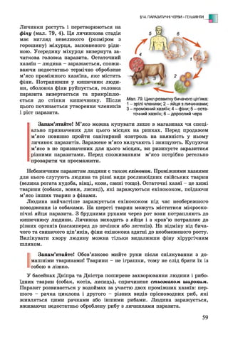 §14. ПАРАЗИТИЧНІ ЧЕРВИ - ГЕЛЬМІНТИ
Личинки ростуть і перетворюються на
фіну (мал. 79, 4). Ця личинкова стадія
має вигляд невеликого (розміром з
горошину) міхурця, заповненого ріди­
ною. Усередину міхурця вивернута за­
чаткова головка паразита. Остаточний
хазяїн - людина - заражається, спожи­
ваючи недостатньо термічно оброблене
м’ясо проміжного хазяїна, яке містить
фіни. Потрапивши у кишечник люди­
ни, оболонка фіни руйнується, головка
паразита вивертається та прикріплю-
цього починається утворення члеників
і ріст паразита. точний хазяїн; 6 - дорослий черв
Запам’ятайте! М’ясо можна купувати лише в магазинах чи спеці­
ально призначених для цього місцях на ринках. Перед продажем
м’ясо повинно пройти санітарний контроль на наявність у ньому
личинок паразитів. Заражене м’ясо вилучають і знищують. Купуючи
м’ясо в не призначених для цього місцях, ви ризикуєте заразитися
різними паразитами. Перед споживанням м’ясо потрібно ретельно
проварити чи просмажити.
Небезпечним паразитом людини є також ехінокок. Проміжними хазяями
для нього слугують людина та різні види рослиноїдних свійських тварин
(велика рогата худоба, вівці, кози, свині тощо). Остаточні хазяї - це хижі
тварини (собаки, вовки, лисиці), які заражуються ехінококом, поїдаючи
м’ясо інших тварин з фінами.
Людина найчастіше заражується ехінококом під час необережного
поводження із собаками. На шерсті тварин можуть міститися мікроско­
пічні яйця паразита. З брудними руками через рот вони потрапляють до
кишечнику людини. Личинка виходить з яйця і з кров’ю потрапляє до
різних органів (насамперед до печінки або легенів). На відміну від бича­
чого та свинячого ціп’яків, фіни ехінокока здатні до необмеженого росту.
Вилікувати хвору людину можна тільки видаливши фіну хірургічним
шляхом.
Запам’ятайте! Обов’язково мийте руки після спілкування з до­
машніми тваринами! Тварини - не іграшки, тому не слід брати їх із
собою в ліжко.
У басейнах Дніпра та Дністра поширене захворювання людини і рибо­
їдних тварин (собак, котів, лисиць), спричинене стьожаком широким.
Паразит розвивається у водоймах за участю двох проміжних хазяїв: пер­
шого - рачка циклопа і другого - різних видів прісноводних риб, які
живляться цими рачками або іншими рибами. Людина заражується,
вживаючи недостатньо оброблену рибу з личинками паразита.
59
 