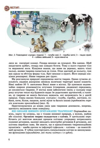 Мал. 3. Повсякденні «сусіди» людини: 1 - голуби сизі; 2 - горобці хатні; 3 - пацюк сірий;
4 - собака свійський; 5 - муха кімнатна
лися на своєрідні плавці. Гепард мешкає на суходолі. Він хижак. Щоб
наздогнати здобич, гепард має швидко бігати. Тому в нього струнке тіло
та видовжені ноги. Кінцівки мавпи, що живе на деревах, мають чіпкі
пальці, якими тварина хапається за гілки. Птах здатний до польоту, тож
має крила та обтічну форму тіла. Кріт мешкає в ґрунті. Його передні кін­
цівки розширені. Пими тварина риє ґрунт.
Ми розглянули природні середовища життя тварин. Однак сучасна ді­
яльність людини докорінно змінила величезні території нашої планети.
Нині майже 50 % населення Землі живе в містах. Це зумовило надзви­
чайно широке різноманіття штучних (створених людиною) середовищ,
де оселяються тварини. У містах вони забезпечені їжею; у холодну пору
року штучне тепло від будинків надає їм додаткових зручностей; а голов­
не, ці тварини не мають багатьох хижаків, які загрожують їм у дикій
природі. Серед наших близьких «сусідів»: голуби, горобці, ластівки, со­
баки, коти, білки, пацюки, хатні мухи та багато інших (продовжіт ь пере­
л ік власним и прикладам и) (мал. 3).
Пристосовуватися до нових умов цим тваринам допомагає, зокрема,
здатність змінювати свою поведінку.
ЯКІ ОЗНАКИ ЖИВОГО ПРИТАМАННІ ТВАРИНАМ? Порівняймо ка­
мінь, парту чи олівець, що є тілами неживої природи, з мухою, жабою
або кішкою. Організм тварин складається з клітин. У цитоплазмі пере­
бігають усі життєво важливі процеси клітини: усередину потрапляють
поживні речовини, назовні виходять непотрібні речовини й речовини, які
клітина виробляє сама. Ви знаєте, що в одноклітинних твариноподібних
організмів - амеби протея та інфузорії-туфельки - клітина - це самостій­
ний організм. У губки спостерігають спеціалізацію клітин за виконувани­
ми функціями (пригадайте, я к і т ипи кл іт и н є в губок).
6
 