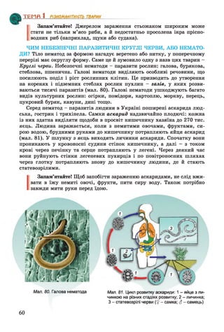 І
Запам’ятайте! Джерелом зараження стьожаком широким може
стати не тільки м’ясо риби, а й недостатньо просолена ікра прісно­
водних риб (наприклад, щуки або судака).
ЧИМ НЕБЕЗПЕЧНІ ПАРАЗИТИЧНІ КРУГЛІ ЧЕРВИ, АБО НЕМАТО­
ДИ? Тіло нематод за формою нагадує веретено або нитку, у поперечному
перерізі має округлу форму. Саме це й зумовило одну з назв цих тварин -
Круглі черви. Небезпечні нематоди - паразити рослин: галова, бурякова,
стеблова, пшенична. Галові нематоди виділяють особливі речовини, що
посилюють поділ і ріст рослинних клітин. Це призводить до утворення
на коренях і підземних стеблах рослин пухлин - галів, у яких розви­
ваються тисячі паразитів (мал. 80). Галові нематоди ушкоджують багато
видів культурних рослин: огірки, помідори, картоплю, моркву, перець,
цукровий буряк, кавуни, дині тощо.
Серед нематод - паразитів людини в Україні поширені аскарида люд­
ська, гострик і трихінела. Самки аскарид надзвичайно плодючі: кожна
із них здатна виділяти щодоби в просвіт кишечнику хазяїна до 270 тис.
яєць. Людина заражається, коли з немитими овочами, фруктами, си­
рою водою, брудними руками до кишечнику потрапляють яйця аскарид
(мал. 81). У шлунку з яєць виходять личинки аскариди. Спочатку вони
проникають у кровоносні судини стінок кишечнику, а далі - з током
крові через печінку та серце потрапляють у легені. Через деякий час
вони руйнують стінки легеневих пухирців і по повітроносних шляхах
через глотку потрапляють знову до кишечнику людини, де й стають
статевозрілими.
Запам’ятайте! Щоб запобігти зараженню аскаридами, не слід вжи­
вати в їжу немиті овочі, фрукти, пити сиру воду. Також потрібно
завжди мити руки перед їдою.
ТЕМП 1________________
Мал. 80. Галова нематода Мал. 81. Цикл розвитку аскариди: 1 - яйце з ли­
чинкою на різних стадіях розвитку; 2 - личинка;
З - статевозрілі черви ($ - самка; 6і - самець)
60
 