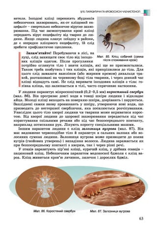 вителя. Іксодові кліщі переносять збудників
небезпечних захворювань, як-от кліщовий ен­
цефаліт —смертельно небезпечне вірусне захво­
рювання. Під час засмоктування крові кліщі
передають вірус енцефаліту від тварин до лю­
дини. Якщо людина планує поїздку в райони,
де є осередки кліщового енцефаліту, їй слід
зробити профілактичне щеплення.
Запам’ятайте! Перебуваючи в лісі, на
луці, слід захищати своє тіло від іксодо-
вих кліщів одягом. Після прогулянки
потрібно оглянути тіло і зняти кліщів, які ще не присмокталися.
Також треба позбутись і тих кліщів, які прикріпилися до тіла. Для
цього слід замазати вазеліном (або жирним кремом) дихальця тра­
хей, розташовані на черевному боці тіла тварини, і через деякий час
кліщі відпадуть самі. Не слід виривати іксодових кліщів з тіла: го­
лівка кліща, що залишається в тілі, часто спричиняє нагноєння.
У людини паразитує мікроскопічний (0,2-0,5 мм) коростяний свербун
(мал. 86). Він прогризає довгі ходи в товщі шкіри людини і відкладає
яйця. Молоді кліщі виходять на поверхню шкіри, дозрівають і паруються.
Запліднені самки знову проникають у шкіру, утворюючи нові ходи, що
призводить до нестерпної сверблячки, яка посилюється розчісуванням.
Унаслідок цього тіло хворої людини чи тварини може вкриватися корос­
тою. Від хворої людини до здорової захворювання передається під час
користування спільними речами або під час безпосереднього контакту,
наприклад потискання рук. Лікують коросту спеціальними мазями.
Іншим паразитом людини є кліщ залозниця вугрова (мал. 87). Він
має видовжене червоподібне тіло й паразитує в сальних залозах або во­
лосяних сумках людини. Залозниця вугрова може призводити до появи
вугрів (гнойових утворень) і випадіння волосся. Людина заражається як
при безпосередньому контакті з хворим, так і через різні речі.
У птахів паразитують пір’яні кліщі, курячий кліщ, у дрібних ссавців -
пацюковий кліщ. Небезпечним паразитом медоносної бджоли є кліщ ва-
роа. Кліщ живиться кров’ю личинок, лялечок і дорослих бджіл.
§15. ПАРАЗИТИЧНІ ТА КРОВОСИСНІ ЧЛЕНИСТОНОГІ
Мал. 85. Кліщ собачий (самка
після споживання крові)
Мал. 86. Коростяний свербун Мал. 87. Залозниця вугрова
63
 