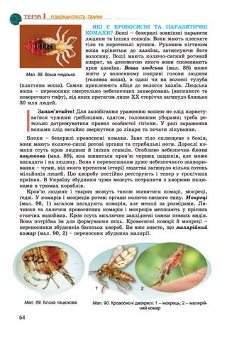ЯКІ Є КРОВОСИСНІ ТА ПАРАЗИТИЧНІ
КОМАХИ? Воші - безкрилі зовнішні паразити
людини та інших ссавців. Вони мають плескате
тіло та коротенькі вусики. Рухомим кігтиком
воша кріпиться до хазяїна, затискуючи його
волосину. Воші мають колючо-сисний ротовий
апарат, за допомогою якого вони споживають
кров хазяїна. Воша людська (мал. 88) може
Мал. 88. Воша людська жити у волосяному покриві голови людини
(головна воша), в одязі чи на волоссі тулуба
(платтяна воша). Самки приклеюють яйця до волосся хазяїв. Людська
воша - переносник смертельно небезпечних захворювань (висипного та
поворотного тифу), від яких протягом лише XX сторіччя загинуло близько
ЗО млн людей.
Запам’ятайте! Для запобігання ураженню вошею не слід користу­
ватися чужими гребінцями, одягом, головними уборами; треба ре­
тельно дотримуватися правил особистої гігієни. У разі зараження
вошами слід негайно звернутися до лікаря та почати лікування.
Блохи - безкрилі кровосисні комахи. їхнє тіло сплющене з боків,
вони мають колючо-сисні ротові органи та стрибальні ноги. Дорослі ко­
махи ссуть кров людини й інших ссавців. Особливо небезпечна блоха
пацюкова (мал. 89), яка живиться кров’ю чорних пацюків, але може
нападати і на людину. Вона є переносником дуже небезпечного захворю­
вання - чуми, від якого протягом історії людства загинуло кілька сотень
мільйонів людей. Цю хворобу постійно реєструють і тепер у тропічних
країнах. В Україну збудники чуми можуть потрапити з хворими пацю­
ками в трюмах кораблів.
Кров’ю людини і тварин можуть також живитися комарі, мокреці,
ґедзі. У комарів і мокреців ротові органи колючо-сисного типу. Мокреці
(мал. 90, 1) загалом нагадують комарів, але менші за розмірами. Ли­
чинки та лялечки кровосисних комарів і мокреців мешкають у прісних
стоячих водоймах. Кров ссуть виключно запліднені самки певних видів.
Вона потрібна їм для формування яєць. Кровосисні комарі й мокреці -
переносники збудників багатьох хвороб. Ви вже знаєте, що малярійний
комар (мал. 90, 2) - переносник збудника малярії.
ТЕМП 1________________
Мал. 89. Блоха пацюкова Мал. 90. Кровосисні двокрилі: 1 - мокрець; 2 - малярій­
ний комар
64
 