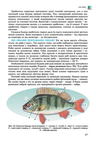 §16. РИБИ - Е
Хребетним тваринам притаманні різні способи живлення, але в них
спільний план будови травної системи. Так, наскрізний кишечник від­
кривається назовні анальним отвором або в клоаку (розширення заднього
відділу кишечнику, у який відкриваються також вивідні протоки ви­
дільної та статевої систем). Зазвичай є спеціалізовані травні залози —пе­
чінка, підшлункова залоза, а в наземних хребетних - ще й слинні. У всіх
хребетних тварин є також видільна, кровоносна, статева та ендокринна
системи.
Складна будова хребетних тварин дала їм змогу опанувати різні регіони
нашої планети. Вони поширені в усіх кліматичних поясах - від Арктики
до екватора та від екватора - до Антарктики.
ЯКІ ОЗНАКИ ПРИТАМАННІ РИБАМ? Усі ви чули вислів «Почува­
ється, як риба у воді». Так кажуть тому, що риби найкраще пристосовані
для мешкання у водоймах. Для цього вони мають безліч пристосувань.
Риби здатні плавати за допомогою плавців і дихають розчиненим у воді
киснем за допомогою зябер. Риби поширені в усіх типах прісних і со­
лоних водойм нашої планети. Під кригою в антарктичних й арктичних
морях, а також на великих глибинах багато видів риб живуть при тем­
пературі нижче 0 °С, натомість відомі риби - мешканці гарячих джерел
Північної Америки, які живуть за температури близько + 50 °С.
Особливості зовнішньої будови риб розглянемо на прикладі звичайного
мешканця прісних водойм України - окуня річкового (мал. 93). Тіло риби
поділяють на голову, тулуб і хвіст. Голова нерухомо сполучена з тулубом:
чітких меж між відділами тіла немає. Вони плавно переходять один в
одного, що забезпечує обтічну форму тіла.
Ротовий отвір оточений верхньою та нижньою щелепами. Нижня щелепа
рухома, що дає змогу активно захоплювати здобич (річковий окунь - хижак).
На голові також є очі та органи нюху: парні отвори - ніздрі. З боків голови
розміщені зяброві кришки, які прикривають органи дихання - зябра.
Мал. 93. Зовнішня будова окуня річкового: 1- голова; 2 - тулуб; 3 - хвіст; 4 - спинні плавці;
5 - хвостовий плавець; 6 - анальний плавець; 7 - черевний плавець; 8 - грудний плавець;
9 - зяброва кришка
67
 