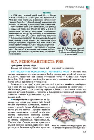 §17. РІЗНОМАНІТНІСТЬ РИБ
Ц ікаво!
• 1774 року відомий російський біолог Петро
Симон Паллас (1741-1811) (мал. 94, 2) знайшов у
Чорному морі маленьку видовжену напівпрозору
тварину (мал. 94,1). Сприйнявши її за молюска, він
назвав цю тварину «ланцетоподібним слимаком».
Тільки через 60 років учені встановили, що цей вид
є хордовою твариною. Особлива роль у вивченні
ланцетника належить видатному українському
вченому Олександру Онуфрійовичу Ковалевському
(1840-1901) (мал. 94, 3), який свого часу працював
у Київському університеті Св. Володимира. Завдяки
його працям стало відомо, що ланцетник дуже 1
нагадує прадавніх хордових, від яких колись ви- '
никли хребетні тварини. Один з видів ланцетників - 2
ланцетник європейський - трапляється в Чорному Мдл д4 п нж ей.
морі. За способом живлення ланцетники - фільт- ський 2 п Симон п^ лас
ратори. Вони живляться різними мікроскопічними зОлександр Онуфрійович
організмами. Ковалевський
*
§17. РІЗНОМАНІТНІСТЬ РИБ
Пригадайте, що таке хорда.
Відомо дві великі сучасні групи риб - кісткові та хрящові.
ЯКІ БІОЛОГІЧНІ ОСОБЛИВОСТІ КІСТКОВИХ РИБ? У скелеті цих
тварин переважає кісткова тканина. Зябра прикривають зяброві кришки.
Більшість кісткових риб мають особливий орган - плавальний міхур
(мал. 95). Цей тонкостінний виріст кишечнику, заповнений газами, допо­
магає рибам триматися у товщі воді.
Самки кісткових риб відкладають вкриті драглистою оболонкою ікрин­
ки у воду або на підводні предмети, а самці поливають їх «молочком» -
сім’яною рідиною. Для розвитку зародка в його тілі міститься запас по­
живних речовин (жовток). Розвиток у більшості кісткових риб непрямий:
личинки значно відрізняються від до­
рослих риб.
• Осетроподібні відрізняються за бу­
довою від інших кісткових риб. їхній
скелет переважно хрящовий, кістки є
лише у черепі. Хорда зберігається про­
тягом усього життя. Передня частина
голови видовжена, ротовий отвір має
вигляд поперечної щілини; хвосто­
вий плавець у вигляді півмісяця; пар­
ні плавці розташовані горизонтально.
Уздовж тіла п’ятьма рядами проходять
великі кісткові щитки. Крім того, шкі- Мал 95 плавальний міхур (1) риби гус-
ра вкрита багатьма дрібними лусочка- то оплетений кровоносними судинами
69
 