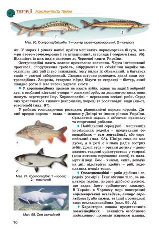 ТЕМЯ 1________________
Мал. 96. Осетроподібні риби: 1 - осетер азово-чорноморський; 2 - севрюга
ми. У морях і річках нашої країни мешкають чорноморська білуга, осе­
три азово-чорноморський та атлантичний, стерлядь і севрюга (мал. 96).
Більшість із цих видів занесено до Червоної книги України.
Осетроподібні мають велике промислове значення. Через інтенсивний
промисел, спорудження гребель, забруднення та обміління водойм чи­
сельність цих риб різко знизилася, тому вилов їх обмежений, а багатьох
видів - узагалі заборонений. Людина штучно розводить деякі види осе-
троподібних. Зокрема, створено гібрид білуги та стерляді - бістер, який
швидко росте й має високі харчові якості.
• У коропоподібних щелепи не мають зубів, однак на задній зябровій
дузі є особливі кісткові утвори - глоткові зуби, за допомогою яких вони
можуть перетирати їжу. Коропоподібні - переважно всеїдні риби. Серед
них трапляються хижаки (наприклад, жерех) та рослиноїдні види (як-от,
товстолоб) (мал. 97).
У рибних господарствах розводять різноманітні породи коропів. Ди­
кий предок коропа - сазан - мешкає у Дніпрі та інших річках України.
Сріблястий карась є об’єктом промислу
та спортивної рибалки.
• Найбільший серед риб - мешканців
українських водойм - представник со-
моподібних - сом звичайний, або євро­
пейський (мал. 98). Шкіра сома не має
лусок, а в роті є кілька рядів гострих
зубів. Довгі вуса - органи дотику - допо­
магають тварині орієнтуватись у темряві
(вона активна переважно вночі) та кала­
мутній воді. Сом - хижак, який, лежачи
на дні, підстерігає здобич - риб, водо­
плавних птахів тощо.
• Оселедцеподібні - риби дрібних і се­
редніх розмірів. їхнє обтічне тіло, за ви­
нятком голови, вкрите дрібною лускою,
що надає йому сріблястого кольору.
В Україні в Чорному морі поширений
чорноморський оселедець, анчоус євро­
пейський, або хамса, та інші промислові
види оселедцеподібних (мал. 99. А).
• Характерна ознака представників
лососеподібних - наявність особливого
Мал. 98. Сом звичайний позбавленого променів жирового плавця,
Мал. 97. Коропоподібні: 1 - короп;
2 - товстолоб
70
 