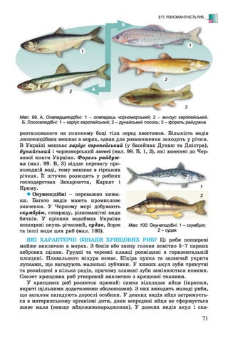 Мал. 99. А. Оселедцеподібні: 1 - оселедець чорноморський; 2 - анчоус європейський.
Б. Лососеподібні: 1 - харіус європейський; 2 - дунайський лосось; 3 - форель райдужна
розташованого на спинному боці тіла перед хвостовим. Більшість видів
лососеподібних мешкає в морях, однак для розмноження заходить у річки.
В Україні мешкає харіус європейський (у басейнах Дунаю та Дністра),
дунайський і чорноморський лососі (мал. 99. Б, 1, 2), які занесені до Чер­
воної книги України. Форель райдуж­
на (мал. 99. Б, 3) віддає перевагу про­
холодній воді, тому мешкає в гірських
річках. Її штучно розводять у рибних
господарствах Закарпаття, Карпат і
Криму.
• Окунеподібні - переважно хижа­
ки. Багато видів мають промислове
значення. У Чорному морі добувають
скумбрію, ставриду, різноманітні види
бичків. У прісних водоймах України
поширені окунь річковий, судак, йорж
та інші види цих риб (мал. 100).
ЯКІ ХАРАКТЕРНІ ОЗНАКИ ХРЯЩОВИХ РИБ? Ці риби поширені
майже виключно в морях. З боків або знизу голови помітно 5-7 парних
зябрових щілин. Грудні та черевні плавці розміщені в горизонтальній
площині. Плавального міхура немає. Шкіра цупка та зазвичай укрита
лусками, що нагадують маленькі зубчики. У хижих акул зуби трикутні
та розміщені в кілька рядів, причому зламані зуби замінюються новими.
Скелет хрящових риб утворений виключно з хрящової тканини.
У хрящових риб розвиток прямий: самка відкладає яйця (ікринки,
вкриті щільними додатковими оболонками). З них виходять молоді риби,
що загалом нагадують дорослі особини. У деяких видів яйце затримуєть­
ся в материнському організмі доти, доки всередині яйця не сформується
живе маля (явище яйцеживонародження). У деяких видів акул і ска-
Мал. 100. Окунеподібні: 1 - скумбрія;
2 - судак
71
 