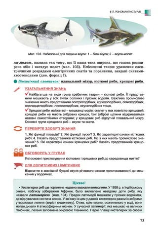 §17. РІЗНОМАНІТНІСТЬ РИБ
- Е
Мал. 103. Небезпечні для людини акули: 1 - біла акула; 2 - акула-молот
ла-молот, названа так тому, що її паща така широка, що голова розши­
рена вбік і нагадує молот (мал. 103). Небезпечні також ураження елек­
тричними розрядами електричних скатів та поранення, завдані скатами-
хвостоколами (див. форзац І).
Ф Біологічний словничок: плавальний міхур, кісткові риби, хрящові^иби.
^ УЗАГАЛЬНЕННЯ ЗНАНЬ
Найбагатша на види група хребетних тварин - кісткові риби. Її представ­
ники мешкають у всіх типах солоних і прісних водойм. Важливе промислове
значення мають представники осетроподібних, коропоподібних, сомоподібних,
оселедцеподібних, лососеподібних, окунеподібних тощо.
у/ Хрящові риби майже всі - мешканці морів; скелет у них повністю хрящовий;
хрящові риби не мають зябрових кришок, їхні зяброві щілини відкриваються
назовні самостійними отворами; у хрящових риб відсутній плавальний міхур.
Основні групи хрящових риб - акули та скати.
ПЕРЕВІРТЕ ЗДОБУТІ ЗНАННЯ
1. Які функції плавців? 2. Які функції луски? 3. Які характерні ознаки кісткових
риб? 4. Назвіть представників кісткових риб. Які з них мають промислове зна­
чення? 5. Які характерні ознаки хрящових риб? Назвіть представників хрящо­
вих риб.
ОБГОВОРІТЬ У ГРУПАХ
Які основні пристосування кісткових і хрящових риб до середовища життя?
І * " ДЛЯ ДОПИТЛИВИХ І КМІТЛИВИХ
Відзначте в зовнішній будові окуня річкового ознаки пристосованості до меш­
кання у водоймах.
Цікаво!
• Кистеперих риб ще порівняно недавно вважали вимерлими. У 1938 р. в Індійському
океані, поблизу узбережжя Африки, було виловлено невідому доти рибу, яку
назвали латимерією (мал. 104). Предки латимерії мешкали у прісних водоймах,
де відчувалася нестача кисню. У зв'язку із цим у давніх кистеперих разом із зябрами
утворилася легеня (виріст кишечнику). Отже, крім кисню, розчиненого у воді, вони
могли дихати й атмосферним киснем. У сучасної латимерії, яка мешкає на великих
глибинах, легеня заповнена жировою тканиною. Парні плавці кистеперих за своєю
73
 