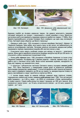 ТЕМЯ 1________________
Мал. 104. Латимерія Мал. 105. Дводишна риба африканський про­
топтер
будовою подібні до кінцівок наземних тварин. Це давало можливість предкам
латимерії виходити на суходіл і переповзати з однієї водойми в іншу. Викопних
кистеперих риб учені вважають предками наземних хребетних тварин. У 1998 р. біля
берегів індонезійського острова Сулавесі було знайдено ще один вид латимерій.
Отже, Світовий океан зберігає ще багато таємниць!
• Дводишні риби (мал. 105) поширені в прісних водоймах Австралії, Африки та
Південної Америки. Крім зябер, вони мають одну чи дві легені, які забезпечують їм
дихання атмосферним повітрям. Легеневе дихання допомагає дводишним рибам
переживати періоди пересихання водойм або нестачу кисню у воді.
• Електричні скати мають особливі утвори для нападу та захисту - електричні
органи. Вони здатні виробляти електричні розряди напругою від 60 до 230 вольт та
становлять собою видозмінені посмуговані м'язи.
• Хижа риба піранья (мал. 106) поширена в басейнах Амазонки та інших річок
Південної Америки. На відміну від її мирних родичів - коропів, карасів тощо, у цієї
риби в роті є численні гострі зуби. Вона полює великими зграями, нападаючи на
будь-яку тварину, що знаходиться у воді.
• У тропічних і субтропічних частинах Світового океану поширені летючі риби
(мал. 107). Вони мешкають у поверхневих шарах води та живляться дрібними
організмами (наприклад, креветками). У погоні за здобиччю або тікаючи від ворогів,
вони здатні розвивати швидкість до 65 км на годину та, використовуючи плавці як
крила, вистрибувати з води і пролітати в повітрі до 400 м.
• У теплих водах морів та океанів поблизу поверхні води повільно плаває,
підкоряючись океанічним течіям, химерна риба-місяць (мал. 108). Тіло цієї великої
риби (довжина - до 4,26 м, маса - до 2235 кг) сплющене з боків, дископодібне,
а плавці короткі. Самка риби-місяця за нерест продукує до 300 млн ікринок. Для
порівняння: самка тріски - до 10 млн, атлантичного осетра - до 2,5 млн, сазана та
судака - до 1 млн.
Мал. 106. Піранья Мал. 107. Летюча риба Мал. 108. Риба-місяць
74
 