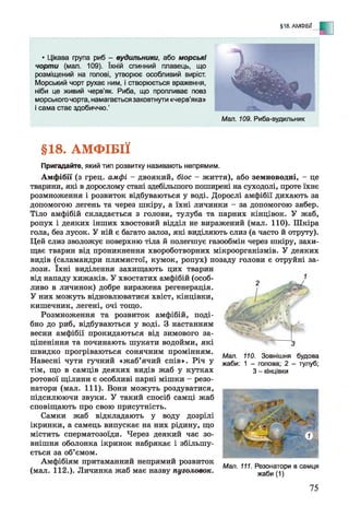 §18. АМФІБІЇ
- Е
• Цікава група риб - вудильники, або морські
чорти (мал. 109). їхній спинний плавець, що
розміщений на голові, утворює особливий виріст.
Морський чорт рухає ним, і створюється враження,
ніби це живий черв’як. Риба, що пропливає повз
морського чорта, намагається заковтнути «черв'яка»
і сама стає здобиччю.’
Мал. 109. Риба-вудильник
§18. АМФІБІЇ
Пригадайте, який тип розвитку називають непрямим.
Амфібії (з грец. амфі - двоякий, біос - життя), або земноводні, - це
тварини, які в дорослому стані здебільшого поширені на суходолі, проте їхнє
розмноження і розвиток відбуваються у воді. Дорослі амфібії дихають за
допомогою легень та через шкіру, а їхні личинки - за допомогою зябер.
Тіло амфібій складається з голови, тулуба та парних кінцівок. У жаб,
ропух і деяких інших хвостовий відділ не виражений (мал. 110). Шкіра
гола, без лусок. У ній є багато залоз, які виділяють слиз (а часто й отруту).
Цей слиз зволожує поверхню тіла й полегшує газообмін через шкіру, захи­
щає тварин від проникнення хвороботворних мікроорганізмів. У деяких
видів (саламандри плямистої, кумок, ропух) позаду голови є отруйні за­
лози. їхні виділення захищають цих тварин
від нападу хижаків. У хвостатих амфібій (особ­
ливо в личинок) добре виражена регенерація.
У них можуть відновлюватися хвіст, кінцівки,
кишечник, легені, очі тощо.
Розмноження та розвиток амфібій, поді­
бно до риб, відбуваються у воді. З настанням
весни амфібії прокидаються від зимового за­
ціпеніння та починають шукати водойми, які
швидко прогріваються сонячним промінням.
Навесні чути гучний «жаб’ячий спів». Річ у
тім, що в самців деяких видів жаб у кутках
ротової щілини є особливі парні мішки - резо­
натори (мал. 111). Вони можуть роздуватися,
підсилюючи звуки. У такий спосіб самці жаб
сповіщають про свою присутність.
Самки жаб відкладають у воду дозрілі
ікринки, а самець випускає на них рідину, що
містить сперматозоїди. Через деякий час зо­
внішня оболонка ікринок набрякає і збільшу­
ється за об’ємом.
Амфібіям притаманний непрямий розвиток
(мал. 112.). Личинка жаб має назву пуголовок.
Мал. 110. Зовнішня будова
жаби: 1 - голова; 2 - тулуб;
З - кінцівки
Мал. 111. Резонатори в самця
жаби (1)
75
 