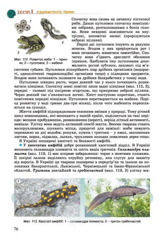 "Е Г Ш І] ШАНІТНІСГЬ ТВАРИН
Мал. 112. Розвиток жаби: 1 - ікрин­
ки; 2 - пуголовок; 3 - жабеня
Спочатку вона схожа на личинку кісткової
риби. Дихає пуголовок спочатку зовнішні­
ми зябрами, розташованими з боків голо­
ви. Вони невдовзі замінюються на вну­
трішні, непомітні ззовні (прорізуються
зяброві щілини).
Перші дні пуголовки існують за рахунок
жовтка. Згодом у них прорізується рот і
вони починають живитися самостійно. Спо­
чатку вони з’їдають драглисті оболонки
ікринки. Здобувати їжу пуголовкам допо­
магають рогові зубчики, заховані під м’я­
систими губами. Пуголовки зішкрібають шар дрібних організмів (водорос­
ті, одноклітинні твариноподібні організми тощо) з підводних предметів.
Згодом вони починають полювати на дрібних безхребетних у товщі води.
Пуголовок швидко росте, через деякий час у нього починають розви­
ватися кінцівки. Спочатку зовні помітні лише задні кінцівки (мал. 112, 2),
передні - сховані під шкірною згорткою, що прикриває зяброві щілини.
Через деякий час з’являються легені. Хвіст поступово коротшає, стають
помітними передні кінцівки. Пуголовок перетворюється на жабеня. Пері­
од розвитку у воді триває два-три місяці, після чого жабенята переселя­
ються на суходіл.
Життя амфібій підпорядковане сезонним змінам у природі. Тому річний
цикл земноводних, які мешкають у нашій країні, поділяється на такі пері­
оди: весняне пробудження, розмноження (нерест), період літньої активності,
зимівля. Улітку вони ведуть активний спосіб життя. Восени тварини стають
малорухливими, шукають місця, придатні для зимівлі: жаби зимують
переважно на дні водойм; ропухи, кумки і тритони - у ямах, заповнених
листям, норах, підвалах, льохах, трухлявих колодах повалених дерев тощо.
В Україні поширені хвостаті та безхвості амфібії.
• У хвостатих амфібій добре розвинений хвостовий відділ. В Україні
мешкають саламандра плямиста та шість видів тритонів. Саламандра пля­
миста (мал. 113, 1) має яскраве забарвлення: чорне з жовтими плямами.
Її шкірні залози виділяють отруйну речовину, яка слугує для захисту
від ворогів. В Україні ця тварина поширена в передгір’ях та інколи на по­
лонинах Закарпатської, Львівської, Чернівецької та Івано-Франківської
областей. Тритони звичайний та гребінчастий (мал. 113, 2) улітку жи-
Мал. 113. Хвостаті амфібії: 1- саламандра плямиста; 2 - тритон гребінчастий
76
 