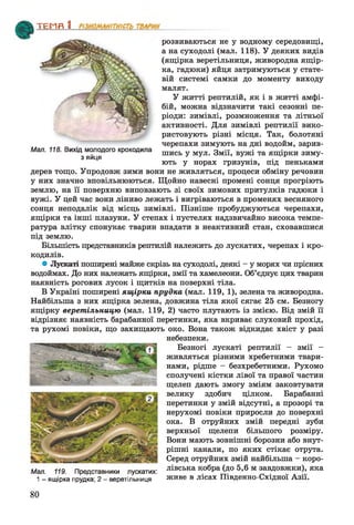 Мал. 118. Вихід молодого крокодила
з яйця
розвиваються не у водному середовищі,
а на суходолі (мал. 118). У деяких видів
(ящірка веретільниця, живородна ящір­
ка, гадюки) яйця затримуються у стате­
вій системі самки до моменту виходу
малят.
У житті рептилій, як і в житті амфі­
бій, можна відзначити такі сезонні пе­
ріоди: зимівлі, розмноження та літньої
активності. Для зимівлі рептилії вико­
ристовують різні місця. Так, болотяні
черепахи зимують на дні водойм, зарив­
шись у мул. Змії, вужі та ящірки зиму­
ють у норах гризунів, під пеньками
дерев тощо. Упродовж зими вони не живляться, процеси обміну речовин
у них значно вповільнюються. Щойно навесні промені сонця прогріють
землю, на її поверхню виповзають зі своїх зимових притулків гадюки і
вужі. Уцей час вониліниво лежать і вигріваються в променях весняного
сонцянеподалік від місць зимівлі. Пізніше пробуджуються черепахи,
ящірки та інші плазуни. У степах і пустелях надзвичайно висока темпе­
ратура влітку спонукає тварин впадати в неактивний стан, сховавшися
під землю.
Більшість представників рептилій належить до лускатих, черепах і кро­
кодилів.
• Лускаті поширені майже скрізь на суходолі, деякі - у морях чи прісних
водоймах. До них належать ящірки, змії та хамелеони. Об’єднує цих тварин
наявність рогових лусок і щитків на поверхні тіла.
В Україні поширені ящірки прудка (мал. 119, 1), зелена та живородна.
Найбільша з них ящірка зелена, довжина тіла якої сягає 25 см. Безногу
ящірку веретільницю (мал. 119, 2) часто плутають із змією. Від змій її
відрізняє наявність барабанної перетинки, яка вкриває слуховий прохід,
та рухомі повіки, що захищають око. Вона також відкидає хвіст у разі
небезпеки.
Безногі лускаті рептилії - змії -
живляться різними хребетними твари­
нами, рідше - безхребетними. Рухомо
сполучені кістки лівої та правої частин
щелеп дають змогу зміям заковтувати
велику здобич цілком. Барабанні
перетинки у змій відсутні, а прозорі та
нерухомі повіки приросли до поверхні
ока. В отруйних змій передні зуби
верхньої щелепи більшого розміру.
Вони мають зовнішні борозни або внут­
рішні канали, по яких стікає отрута.
Серед отруйних змій найбільша - коро-
Мал. 119. Представники лускатих: лівська кобра (до 5,6 м завдовжки), яка
1—ящірка прудка; 2 - веретільниця живе в лісах Південно-Східної Азії.
ТЕМП 1________________
80
 
