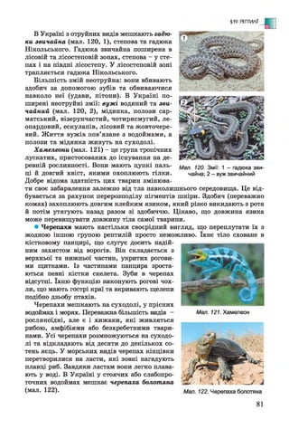 §19. РЕПТИЛІЇ
Мал. 120. Змії: 1 - гадюка зви­
чайна; 2 - вуж звичайний
В Україні з отруйних видів мешкають гадю­
ки звичайна (мал. 120, 1), степова та гадюка
Нікольського. Гадюка звичайна поширена в
лісовій та лісостеповій зонах, степова - у сте­
пах і на півдні лісостепу. У лісостеповій зоні
трапляється гадюка Нікольського.
Більшість змій неотруйна: вони вбивають
здобич за допомогою зубів та обвиваючися
навколо неї (удави, пітони). В Україні по­
ширені неотруйні змії: вужі водяний та зви­
чайний (мал. 120, 2), мідянка, полози сар­
матський, візерунчастий, чотирисмугий, ле­
опардовий, ескулапів, лісовий та жовточере­
вий. Життя вужів пов’язане з водоймами, а
полози та мідянка живуть на суходолі.
Хамелеони (мал. 121) - це група тропічних
лускатих, пристосованих до існування на де­
ревній рослинності. Вони мають цупкі паль­
ці й довгий хвіст, якими охоплюють гілки.
Добре відома здатність цих тварин змінюва­
ти своє забарвлення залежно від тла навколишнього середовища. Це від­
бувається за рахунок перерозподілу пігментів шкіри. Здобич (переважно
комах) захоплюють довгим клейким язиком, який різко викидають з рота
й потім утягують назад разом зі здобиччю. Цікаво, що довжина язика
може перевищувати довжину тіла самої тварини.
• Черепахи мають настільки своєрідний вигляд, що переплутати їх з
жодною іншою групою рептилій просто неможливо. їхнє тіло сховане в
кістковому панцирі, що слугує досить надій­
ним захистом від ворогів. Він складається з
верхньої та нижньої частин, укритих рогови­
ми щитками. Із частинами панцира зроста­
ються певні кістки скелета. Зуби в черепах
відсутні. їхню функцію виконують рогові чох­
ли, що мають гострі краї та вкривають щелепи
подібно дзьобу птахів.
Черепахи мешкають на суходолі, у прісних
водоймах і морях. Переважна більшість видів
рослиноїдні, але є і хижаки, які живляться
рибою, амфібіями або безхребетними твари­
нами. Усі черепахи розмножуються на суходо­
лі та відкладають від десяти до декількох со­
тень яєць. У морських видів черепах кінцівки
перетворилися на ласти, які зовні нагадують
плавці риб. Завдяки ластам вони легко плава­
ють у воді. В Україні у стоячих або слабопро-
точних водоймах мешкає черепаха болотяна
(мал. 122).
>■
*
Мал. 121. Хамелеон
Мал. 122. Черепаха болотяна
81
 