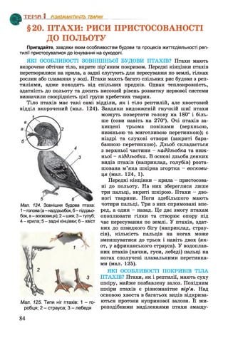 §20. ПТАХИ: РИСИ ПРИСТОСОВАНОСТІ
ДО ПОЛЬОТУ
ТЕМП 1________________
Пригадайте, завдяки яким особливостям будови та процесів життєдіяльності реп­
тилії пристосувалися до існування на суходолі.
ЯКІ ОСОБЛИВОСТІ ЗОВНІШНЬОЇ БУДОВИ ПТАХІВ? Птахи мають
вкорочене обтічне тіло, вкрите пір’яним покривом. Передні кінцівки птахів
перетворилися на крила, а задні слугують для пересування по землі, гілках
рослин або плавання у воді. Птахи мають багато спільних рис будови з реп­
тиліями, адже походять від спільних предків. Однак теплокровність,
здатність до польоту та досить високий рівень розвитку нервової системи
визначили своєрідність цієї групи хребетних тварин.
Тіло птахів має такі самі відділи, як і тіло рептилій, але хвостовий
відділ вкорочений (мал. 124). Завдяки видовженій гнучкій шиї птахи
можуть повертати голову на 180° і біль­
ше (сови навіть на 270°). Очі птахів за­
хищені трьома повіками (верхньою,
нижньою та миготливою перетинкою); є
ніздрі та слухові отвори (закриті бара­
банною перетинкою). Дзьоб складається
з верхньої частини - наддзьобка та ниж­
ньої - піддзьобка. В основі дзьоба деяких
видів птахів (наприклад, голубів) розта­
шована м’яка шкірна згортка - воскови-
ця (мал. 124, 1).
Передні кінцівки - крила - пристосова­
ні до польоту. На них збереглися лише
три пальці, вкриті шкірою. Птахи - дво­
ногі тварини. Ноги здебільшого мають
Мал. 124. Зовнішня будова птаха: чотири пальці. Три з них спрямовані впе-
1—голова(а—наддзьобок, б- піддзьо- ред, а один —назад. Це дає змогу птахам
бок, в-восковиця);2-ш ия;3-тулуб; охоплювати гілки та створює опору під
4 -крила;5 -заднікінцівки;6 -хвіст час пересування по землі. У птахів, здат­
них до швидкого бігу (наприклад, страу­
сів), кількість пальців на ногах може
зменшуватися до трьох і навіть двох (як-
от, у африканського страуса). У водоплав­
них птахів (качки, гуси, лебеді) пальці на
ногах сполучені плавальними перетинка­
ми (мал. 125).
ЯКІ ОСОБЛИВОСТІ ПОКРИВІВ ТІЛА
ПТАХІВ? Птахи, як і рептилії, мають суху
шкіру, майже позбавлену залоз. Похідним
шкіри птахів є різноманітне пір’я. Над
основою хвоста в багатьох видів відкрива­
ються протоки куприкової залози. Її жи­
роподібними виділеннями птахи змащу­
Мал. 125. Типи ніг птахів: 1 - го­
робця; 2 - страуса; 3 - лебедя
84
 