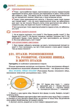 ^ УЗАГАЛЬНЕННЯ ЗНАНЬ
Птахи - група хребетних тварин, пристосованих до польоту: передні кінцівки
перетворені на крила; задні слугують для пересування по землі, гілках рослин
або плавання у воді. Тіло вкрите пір'ям та пухом; пір'яний покрив змінюється
під час періодичного линяння. Шкіра суха, є лише куприкова залоза.
у/ Скелет птахів характеризується легкістю. У більшості видів птахів грудина
має плаский виріст - кіль; до нього прикріплюються м’язи, що забезпечують
рухи крил під час польоту; більшість кісток стопи зростаються між собою та
утворюють цівку, яка надає нозі міцності й збільшує її рухомість.
^ Д л я мускулатури птахів характерний розвиток грудних м’язів, які забезпечу­
ють політ.
З ї ПЕРЕВІРТЕ ЗДОБУТІ ЗНАННЯ
1. На які відділи поділяють тіло птахів? 2. Яка будова дзьоба птахів? 3. Яка
будова пір’я птахів? 4. Які функції покривних, махових і рульових пер? 5. Які
особливості будови птахів свідчать про їхню пристосованість до польоту?
6. Які м’язи забезпечують політ птахів?
ДЛЯ ДОПИТЛИВИХ І КМІТЛИВИХ
1. Яких переваг набувають організми, що мають теплоізолюючий пір’яний по­
крив? 2. Учені припускають, що пір’я птахів виникло з лусок давніх плазунів.
Чим це можна пояснити?
ТЕМП 1________________
§21. ПТАХИ: РОЗМНОЖЕННЯ
ТА РОЗВИТОК. СЕЗОННІ ЯВИЩА
В ЖИТТІ ПТАХІВ
Пригадайте, які особливості розмноження плазунів.
Птахам притаманне внутрішнє запліднення. Після запліднення яйцеклі­
тина вкривається захисними яйцевими оболонками - так формується яйце.
ЯКА БУДОВА ЯЙЦЯ ПТАХІВ? Розглянемо будову пташиного яйця,
виконавши невеличке дослідження (мал. 127).
Мал. 127. Будова яйця птахів: 1 - жовток;
2 - зародковий диск; 3 - білкова оболонка;
4 - білкові канатики; 5 - повітряна камера;
6 - підшкаралупні оболонки; 7 - шкаралупа
1. Візьміть у руку куряче яйце. Визначте його форму та колір. Знайдіть гострий і
тупий кінці яйця.
2. Розбийте обережно сире куряче яйце і вміст вилийте в одну чашку Петрі, а шкаралу­
пу покладіть в іншу. Дослідіть рідкий білок, що розтікся по чашці Петрі. За допомогою
лупи знайдіть білкові канатики, які тримають жовток.
3. Дослідіть жовток, роздивіться на його поверхні зародковий диск.
86
 
