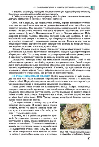 4. Візьміть шкаралупу, спробуйте пінцетом відтягнути підшкаралупову оболонку.
Біля тупого кінця яйця відшукайте повітряну камеру.
5. Обберіть шкаралупу на круто звареному яйці. Розріжте скальпелем його вздовж,
дослідіть розташування жовткової та білкової оболонок.
Отже, ми з’ясували, що яйцеклітина птахів, вкрита тоненькою оболон­
кою, має великий запас поживних речовин (жовток) і води, потрібних для
розвитку зародка. Сам зародок у вигляді диска розташований на поверхні
жовтка. Яйцеклітина оточена кількома яйцевими оболонками, що вико­
нують захисні функції. Безпосередньо її оточує білкова оболонка. Крім
захисної функції, білкова оболонка постачає воду для зародка. У ній є
особливі білкові утвори - канатики, що підтримують яйцеклітину в певно­
му сталому положенні - зародковим диском догори. Таким чином, хоч як
яйце перевертати, зародковий диск завжди буде ближче до джерела тепла,
яке виділяють птахи, що насиджують яйця.
Білкова оболонка оточена двома підшкаралуповими оболонками у вигля­
ді тоненьких плівочок. Ці оболонки захищають зародок від хвороботворних
мікроорганізмів. На тупому полюсі підшкаралупові оболонки розходяться
й утворюють повітряну камеру із запасом повітря для зародка.
Шкаралупа захищає яйце від механічних пошкоджень. Пори в ній
забезпечують процеси газообміну зародка, що розвивається. Зовні шкара­
лупи розташована ще одна тоненька оболонка, яка перешкоджає проник­
ненню хвороботворних мікроорганізмів. У птахів, що відкладають яйця у
відкритих гніздах або на ґрунті, забарвлення яєць часто збігається з тлом
навколишнього середовища, що робить їх малопомітними.
ЯК РОЗМНОЖУЮТЬСЯ ПТАХИ? Період розмноження птахів припа­
дає на той час, коли настають сприятливі погодні умови і є достатня
кількість їжі. Перед відкладанням яєць більшість птахів влаштовує гнізда.
Спорудження гнізда є прикладом вродженої поведінки.
Лише деякі види птахів не влаштовують гнізд. Кайри, наприклад,
утворюють величезні скупчення - так звані пташині базари, де самки від­
кладають одне яйце на виступи скель. Зозуля підкидає по одному яйцю в
гнізда птахів інших видів. Вилупившись з яйця, пташеня зозулі викидає
з гнізда інші яйця (мал. 128). Таким чином, «прийомні батьки» вигодо­
вують лише пташеня зозулі.
Для нормального розвитку зародка яйця
потрібно обігрівати. В одних видів птахів
(голуби, дятли та багато інших) яйця на­
сиджують почергово кожен з батьків, у ін­
ших - тільки один з них.
У птахів, як і в рептилій, розвиток пря­
мий. За ступенем розвитку пташенят, що
вилупилися з яйця, птахів поділяють на ви­
водкові та нагніздні. Пташенята виводкових
птахів вилуплюються повністю вкриті пухом
і з відкритими очима (мал. 129, 1). Невдо­
взі після вилуплення вони можуть залиша- Мал. 128. Пташеня зозулі викидає
ти гніздо і самостійно живитися в супроводі з гнізда яйце «прийомних» батьків
§21. ПТАХИ: РОЗМНОЖЕННЯ ТА РОЗВИТОК. СЕЗОННІ ЯВИЩА ВЖИТТІ ПТАХІВ
87
 