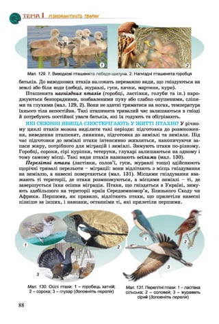 ТЕМП 1________________
Мал. 129. 1. Виводкові пташенята лебедя-шипуна. 2. Нагніздні пташенята горобця
батьків. До виводкових птахів належать переважно види, що гніздуються на
землі або біля води (лебеді, журавлі, гуси, качки, мартини, кури).
Пташенята нагніздних птахів (горобці, ластівки, голуби та ін.) наро­
джуються безпорадними, позбавленими пуху або слабко опушеними, сліпи­
ми та глухими (мал. 129, 2). Вони не здатні триматися на ногах, температура
їхнього тіла непостійна. Такі пташенята тривалий час залишаються в гнізді
й потребують постійної уваги батьків, які їх годують та обігрівають.
ЯКІ СЕЗОННІ ЯВИЩА СПОСТЕРІГАЮТЬ У ЖИТТІ ПТАХІВ? У річно­
му циклі птахів можна виділити такі періоди: підготовка до розмножен­
ня, виведення пташенят, линяння, підготовка до зимівлі та зимівля. Під
час підготовки до зимівлі птахи інтенсивно живляться, накопичуючи за­
паси жиру, потрібного для міграцій і зимівлі. Зимують птахи по-різному.
Горобці, сороки, сірі куріпки, тетеруки, глухарі залишаються на одному і
тому самому місці. Такі види птахів називають осілими (мал. 130).
Перелітні птахи (ластівки, солов’ї, гуси, журавлі тощо) здійснюють
щорічні тривалі перельоти - міграції: вони відлітають з місць гніздування
на зимівлю, а навесні повертаються (мал. 131). Місцями гніздування вва­
жають ті території, де птахи розмножуються, а місцями зимівлі - ті, де
завершується їхня осіння міграція. Птахи, що гніздяться в Україні, зиму­
ють здебільшого на території країн Середземномор’я, Близького Сходу чи
Африки. Першими, як правило, відлітають птахи, що прилетіли навесні
пізніше за інших, і навпаки, останніми ті, які прилетіли першими.
Мал. 130. Осілі птахи: 1 - горобець хатній;
2 - сорока; 3 - глухар (доповніть перелік)
Мал. 131. Перелітні птахи: 1- ластівка
сільська; 2 - соловей; 3 - журавель
сірий (доповніть перелік)
88
 