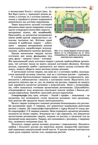 з молекулами білків і ліпідів (мал. 5).
Він бере участь у транспорті різних ре­
човин у клітину та з клітини назовні, а
також у сприйнятті різних подразників
зовнішнього від клітини середовища.
Через відсутність щільної клітинної
оболонки певні групи тваринних клітин
здатні утворювати непостійні вирости -
несправжні ніжки, або псевдоподїї.
Пригадайте, за допомогою несправжніх
ніжок амеба протей пересувається і за­
хоплює частинки їжі. Клітини крові
людини й хребетних тварин - лейко­
цити - завдяки несправжнім ніжкам
знешкоджують хвороботворні мікроор­
ганізми, здійснюючи захисну функцію.
Процес захоплення твердих часток
клітиною має назву фагоцитоз (від
грец. фагос - поїдати і кітос - клітина).
Він притаманний лише клітинам тварин і деяким грибоподібним організ­
мам, чиї клітини також не мають щільної клітинної оболонки. Клітини
рослин, справжніх грибів і прокаріотів, які мають щільну клітинну обо­
лонку, можуть вбирати лише розчини різних речовин.
У цитоплазмі клітин тварин, так само як і у клітинах грибів, відклада­
ється запасний вуглевод глікоген, тоді як у клітинах рослин - крохмаль.
У клітині багатоклітинної тварини немає пластид (хлоропластів, хро-
мопластів і лейкопластів) і вакуоль з клітинним соком. Відсутність хло­
ропластів свідчить про те, що, на відміну від рослин, тварини не можуть
самі виробляти органічні речовини з неорганічних. Вони є гетеротрофа-
ми, тобто живляться готовими органічними речовинами. (Пригадайте,
гетеротрофний тип живлення властивий також грибам і деяким рос-
линам-паразитам. Наведіть приклади рослин-паразитів).
Гетеротрофи (від грец. гетерос - інший і трофос - живлення) - це
організми, які споживають готові органічні речовини: інші організми,
їхні рештки або продукти їхньої життєдіяльності.
Багато тварин отримують поживні речовини безпосередньо від рослин.
Це рослиноїдні види. Є тварини, які живляться відмерлими рештками
рослин і тварин. Це сапротрофи (пригадайте з курсу біології 6 класу гри-
би-сапротрофи). Є й тварини-хижаки. Вони отримують органічні речовини,
полюючи на інших тварин. Згадували ми і про паразитів, які живляться
органічними речовинами тварин, людини чи рослин, в організмі (чи на
організмі) яких мешкають. Тварин, які споживають і рослинну, і тваринну
їжу, називають всеїдними (мал. 6).
Більшість тварин здатна активно рухатися і пересуватися. Натомість
грибам і більшості рослин (за винятком деяких водоростей) притаман­
ний переважно прикріплений спосіб життя. У рослин можна спостерігати
лише рухи окремих частин тіла, наприклад ростові.
§2. ОСНОВНІ ВІДМІННОСТІ ТВАРИН ВІД РОСЛИН І ГРИБІВ...
д Вуглеводи
Мал. 5. А. Схема будови клітинної мем­
брани (1) та глікокалікса (2). Б. Фото
глікокалікса (3), зроблене за допомогою
електронного мікроскопа
9
 