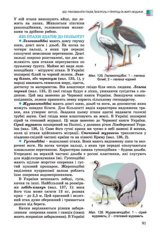 ПТАХІВ, ЇХНЯ РОЛЬ У ПРИРОДІ ТА ЖИТТІ л ю д и н и
У ній птахи виношують яйце, що ле­
жить на лапах. Живляться пінгвіни
ракоподібними, головоногими молюс­
ками та дрібного рибою.
ЯКІ ПТАХИ ЗДАТНІ ДО ПОЛЬОТУ?
• Лелекоподібні мають довгу гнучку
шию, довгі ноги і дзьоб. На ногах по
чотири пальці, з яких три передні
сполучені невеликою перетинкою. Довгі
пальці широко розставлені, що дає мо­
жливість цим птахам пересуватися по
грузькому ґрунту. Майже всі види леле­
коподібних - мігруючі птахи. В Україні
поширені білий та чорний лелеки. Леле- Мал 135 лелекоподібні: 1- лелека
ку білого, або чорногуза (мал. 135, 1), у білий; 2 - лелека чорний
народі вважають символом миру, щастя,
достатку та материнства. Він влаштовує гніздо біля осель людини. Лелека
чорний (мал. 135, 2) свої гнізда будує в лісах,уникаючи сусідства з лю­
диною. Цей вид занесено до Червоної книги України. Знищуючикомах-
шкідників, лелеки приносять певну користь сільському господарству.
• Журавлеподібні мають довгі шию, дзьоб та ноги, за допомогою яких
можуть швидко бігати. Для більшості видів характерна видовжена тра­
хея, яка утворює петлі. Завдяки цьому птахи здатні видавати голосні
трубні звуки. Свої гнізда вони влаштовують на землі. В Україні поширені
сірий та степовий журавлі. Ці види занесено до Червоної книги України.
Сірий журавель поширений на Поліссі, у долинах річок Лівобережної Укра­
їни (мал. 136, 1). Саме його гучні крики ми чуємо в небі навесні й восени,
коли ці птахи здійснюють міграції. Степовий журавель трапляється у
південно-східній частині країни та на півночі Криму (мал. 136, 2).
• Гусеподібні —водоплавні птахи. Вони мають видовжену шию та вко­
рочені ноги. На ногах чотири пальці, з яких три передні сполучаються
плавальною перетинкою. Характерна ознака гусеподібних - будова дзьоба.
Усередині на верхній частині дзьоба є рогові пластинки, які слугують
для відфільтровування їжі. Гусеподібні
мають щільне жорстке оперення і гус­
тий пуховий прошарок. Жироподібні
виділення куприкової залози роблять
їхнє оперення водонепроникним.
В України мешкають лебеді, гуси,
качки та інші. Найбільший за розміра­
ми лебідь-кликун (мал. 137, 1): маса
його тіла може сягати 13 кг, розмах
крил - до 2,5 м. Цей красивий і велич­
ний птах дуже обережний і тримається
далеко від берега.
Качки вирізняються різним забарв­
ленням оперення самок і самців (самці Мал. 136. Журавлеподібні: 1 - сірий
мають яскравіше забарвлення). В Україні журавель; 2- степовий журавель
§22. РІЗНОМАНІТТЯ
91
 