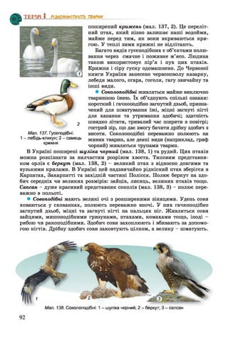 ТЕМП 1 РІЗНОМАНІТНІСТЬ ТВАРИН
поширений крижень (мал. 137, 2). Це переліт­
ний птах, який пізно залишає наші водойми,
майже перед тим, як вони вкриваються кри­
гою. У теплі зими крижні не відлітають.
Багато видів гусеподібних є об’єктами полю­
вання через смачне і поживне м’ясо. Людина
також використовує пір’я і пух цих птахів.
Крижня і сіру гуску одомашнено. До Червоної
книги України занесено червоноволу казарку,
лебедя малого, огара, гоголя, гагу звичайну та
інші види.
• Соколоподібні живляться майже виключно
тваринною їжею. їх об’єднують спільні ознаки:
короткий і гачкоподібно загнутий дзьоб, призна­
чений для шматування їжі, міцні загнуті кігті
для хапання та утримання здобичі; здатність
швидко літати, тривалий час ширяти в повітрі;
гострий зір, що дає змогу бачити дрібну здобич з
висоти. Соколоподібні переважно полюють на
живих тварин, але деякі види (наприклад, гриф
чорний) живляться трупами тварин.
В Україні поширені шуліка чорний (мал. 138, 1) та рудий. Цих птахів
можна розпізнати за вилчастим розрізом хвоста. Типовим представни­
ком орлів є беркут (мал. 138, 2) - великий птах з відносно довгими та
вузькими крилами. В Україні цей надзвичайно рідкісний птах зберігся в
Карпатах, Закарпатті та західній частині Полісся. Полює беркут на здо­
бич середніх чи великих розмірів: зайців, лисиць, великих птахів тощо.
Сапсан - дуже красивий представник соколів (мал. 138, 3) - полює пере­
важно в польоті.
• Совоподібні мають великі очі з розширеними зіницями. Удень сови
ховаються у схованках, полюють переважно вночі. У них гачкоподібно
загнутий дзьоб, міцні та загнуті кігті на пальцях ніг. Живляться сови
зайцями, мишоподібними гризунами, птахами, комахами тощо, іноді -
рибою чи ракоподібними. Здобич сови захоплюють і вбивають за допомо­
гою кігтів. Дрібну здобич сови заковтують цілком, а велику - шматують.
Мал. 137. Гусеподібні:
1 - лебідь-кликун; 2 - самець
крижня
Мал. 138. Соколоподібні: 1 - шуліка чорний; 2 - беркут; 3 - сапсан
 