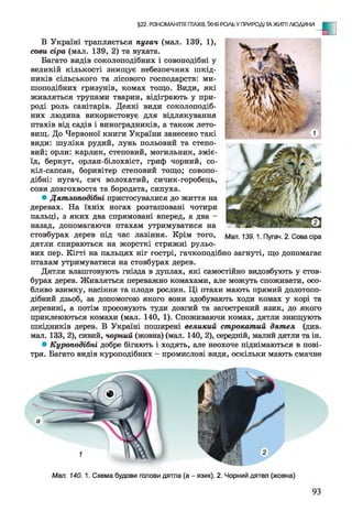 В Україні трапляється пугач (мал. 139, 1),
сови сіра (мал. 139, 2) та вухата.
Багато видів соколоподібних і совоподібні у
великій кількості знищує небезпечних шкід­
ників сільського та лісового господарств: ми­
шоподібних гризунів, комах тощо. Види, які
живляться трупами тварин, відіграють у при­
роді роль санітарів. Деякі види соколоподіб­
них людина використовує для відлякування
птахів від садів і виноградників, а також лето-
вищ. До Червоної книги України занесено такі
види: шуліка рудий, лунь польовий та степо­
вий; орли: карлик, степовий, могильник, зміє­
їд, беркут, орлан-білохвіст, гриф чорний, со-
кіл-сапсан, боривітер степовий тощо; совопо­
дібні: пугач, сич волохатий, сичик-горобець,
сови довгохвоста та бородата, сипуха.
• Дятлоподібні пристосувалися до життя на
деревах. На їхніх ногах розташовані чотири
пальці, з яких два спрямовані вперед, а два -
назад, допомагаючи птахам утримуватися на
стовбурах дерев під час лазіння. Крім того,
дятли спираються на жорсткі стрижні рульо­
вих пер. Кігті на пальцях ніг гострі, гачкоподібно загнуті, що допомагає
птахам утримуватися на стовбурах дерев.
Дятли влаштовують гнізда в дуплах, які самостійно видовбують у стов­
бурах дерев. Живляться переважно комахами, але можуть споживати, осо­
бливо взимку, насіння та плоди рослин. Ці птахи мають прямий долотопо­
дібний дзьоб, за допомогою якого вони здобувають ходи комах у корі та
деревині, а потім просовують туди довгий та загострений язик, до якого
приклеюються комахи (мал. 140, 1). Споживаючи комах, дятли знищують
шкідників дерев. В Україні поширені великий строкатий дятел (див.
мал. 133, 2), сивий, чорний (жовна) (мал. 140, 2), середній, малий дятли та ін.
• Куроподібні добре бігають і ходять, але неохоче піднімаються в пові­
тря. Багато видів куроподібних - промислові види, оскільки мають смачне
§22. РІЗНОМАНІТТЯ ПТАХІВ, ЇХНЯ РОЛЬ У ПРИРОДІ ТА ЖИТТІ ЛЮДИНИ
Мал. 139.1. Пугач. 2. Сова сіра
Мал. 140. 1. Схема будови голови дятла (а - язик). 2. Чорний дятел (жовна)
 