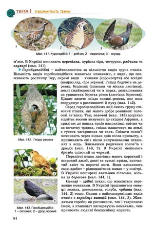 ТЕМП 1________________
Мал. 141. Куроподібні: 1 - рябчик; 2 - перепілка; 3 - глухар
м’ясо. В Україні мешкають перепілка, куріпка сіра, тетеруки, рябчики та
глухарі (мал. 141).
• Горобцеподібні - найчисленніша за кількістю видів група птахів.
Більшість видів горобцеподібних живиться комахами, є види, що спо­
живають рослинну їжу, окремі види - хижаки (сорокопути) або всеїдні
(наприклад, сіра ворона). Гнізда будують на де­
ревах, будівлях (сільська чи міська ластівки),
землі (жайворонки) чи в норах, розташованих
на уривистих берегах річок (ластівка берегова).
Цікаве висяче гніздо синиці-ремеза, яке вона
споруджує з рослинності й пуху (мал. 142).
Серед горобцеподібних виділяють групу спі­
вочих птахів, які мають добре розвинені голо­
сові зв’язки. Так, соловей (мал. 143) щорічно
відлітає восени зимувати до східної Африки, а
прилітає до наших країв наприкінці квітня чи
на початку травня, гнізда влаштовує на землі
в густих чагарниках чи гаях. Співати солов’ї
починають через кілька днів після прильоту, а
Мал. 142. Гніздо ремеза припиняють спів після вилуплювання пташе­
нят з яєць. Близькими родичами солов’їв є
дрозди (мал. 143, 2). В Україні мешкають
дрозди співочий та чорний.
Перелітні птахи ластівки мають короткий і
широкий дзьоб, довгі та вузькі крила, вилчас-
тий хвіст та короткі ноги. Вони вловлюють
свою здобич - різноманітних комах - у повітрі.
В Україні поширені ластівки сільська, місь­
ка та берегова (мал. 144, 1).
Синиці - дрібні птахи, що живляться пере­
важно комахами. В Україні трапляються сини­
ці: велика, довгохвоста, голуба, чубата (мал.
144, 2) тощо. Одним з найпоширеніших видів
птахів є горобець хатній (мал. 144, 3). Жив­
ляться горобці як рослинною, так і тваринною
їжею, а пташенят вигодовують комахами, чим
приносять людині безсумнівну користь.
Мал. 143. Горобцеподібні;
1 - соловей; 2 - дрізд чорний
94
 