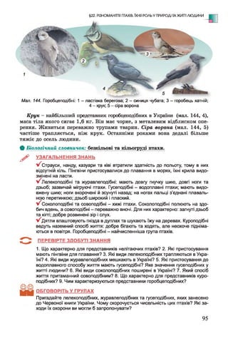 §22. РІЗНОМАНІТТЯ ПТАХІВ, ЇХНЯ РОЛЬ У ПРИРОДІ ТА ЖИТТІ ЛЮДИНИ
Мал. 144. Горобцеподібні: 1 - ластівка берегова; 2 - синиця чубата; 3 - горобець хатній;
4 - крук; 5 - сіра ворона
К р у к —найбільший представник горобцеподібних в України (мал. 144, 4),
маса тіла якого сягає 1,6 кг. Він має чорне, з металевим відблиском опе­
рення. Живиться переважно трупами тварин. С іра ворона (мал. 144, 5)
частіше трапляється, ніж крук. Останніми роками вона дедалі більше
тяжіє до осель людини.
ф Б іологічний словничок: резкільові та кільогруді птахи.
^ УЗАГАЛЬНЕННЯ ЗНАНЬ
Страуси, нанду, казуари та ківі втратили здатність до польоту, тому в них
відсутній кіль. Пінгвіни пристосувалися до плавання в морях, їхні крила видо­
змінені на ласти.
^Лелекоподібні та журавлеподібні: мають довгу гнучку шию, довгі ноги та
дзьоб; зазвичай мігруючі птахи. Гусеподібні - водоплавні птахи; мають видо­
вжену шию; ноги вкорочені й зсунуті назад; на ногах пальці з’єднані плаваль­
ною перетинкою; дзьоб широкий і плаский.
^Соколоподібні та совоподібні - хижі птахи. Соколоподібні полюють на здо­
бич вдень, а совоподібні - переважно вночі. Для них характерно: загнуті дзьоб
та кігті; добре розвинені зір і слух.
У^Дятли влаштовують гнізда в дуплах та шукають їжу на деревах. Куроподібні
ведуть наземний спосіб життя: добре бігають та ходять, але неохоче підніма­
ються в повітря. Горобцеподібні - найчисленніша група птахів.
ПЕРЕВІРТЕ ЗДОБУТІ ЗНАННЯ
1. Що характерно для представників нелітаючих птахів? 2. Які пристосування
мають пінгвіни для плавання? 3. Які види лелекоподібних трапляються в Укра­
їні? 4. Які види журавлеподібних мешкають в Україні? 5. Які пристосування до
водоплавного способу життя мають гусеподібні? Яке значення гусеподібних у
житті людини? 6. Які види соколоподібних поширені в Україні? 7. Який спосіб
життя притаманний совоподібним? 8. Що характерно для представників куро­
подібних? 9. Чим характеризуються представники горобцеподібних?
ОБГОВОРІТЬ У ГРУПАХ
Пригадайте лелекоподібних, журавлеподібних та гусеподібних, яких занесено
до Червоної книги України. Чому скорочується чисельність цих птахів? Які за­
ходи їх охорони ви могли б запропонувати?
95
 