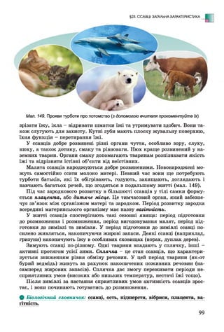 §23. ССАВЦІ: ЗАГАЛЬНА ХАРАКТЕРИСТИКА - Е
Мал. 149. Прояви турботи про потомство (з допомогою вчителяпрокоментуйте їх)
зрізати їжу, ікла - відривати шматки їжі та утримувати здобич. Вони та­
кож слугують для захисту. Кутні зуби мають плоску жувальну поверхню,
їхня функція - перетирання їжі.
У ссавців добре розвинені різні органи чуття, особливо зору, слуху,
нюху, а також дотику, смаку та рівноваги. Нюх краще розвинений у на­
земних тварин. Органи смаку допомагають тваринам розпізнавати якість
їжі та відрізняти їстівні об’єкти від неїстівних.
Малята ссавців народжуються добре розвиненими. Новонароджені мо­
жуть самостійно ссати молоко матері. Певний час вони ще потребують
турботи батьків, які їх обігрівають, годують, захищають, доглядають і
навчають багатьох речей, що згодяться в подальшому житті (мал. 149).
Під час зародкового розвитку в більшості ссавців у тілі самки форму­
ється плацента, або дитяче місце. Це тимчасовий орган, який забезпе­
чує зв’язок між організмом матері та зародком. Період розвитку зародка
всередині материнського організму має назву вагітність.
У житті ссавців спостерігають такі сезонні явища: період підготовки
до розмноження і розмноження, період вигодовування малят, період під­
готовки до зимівлі та зимівля. У період підготовки до зимівлі ссавці по­
силено живляться, накопичуючи жирові запаси. Деякі ссавці (наприклад,
гризуни) накопичують їжу в особливих сховищах (норах, дуплах дерев).
Зимують ссавці по-різному. Одні тварини впадають у сплячку, інші -
активні протягом усієї зими. С плячка - це стан ссавців, що характери­
зується зниженням рівня обміну речовин. У цей період тварини (як-от
бурий ведмідь) живуть за рахунок накопичених поживних речовин (на­
самперед жирових запасів). Сплячка дає змогу переживати періоди не­
сприятливих умов (високих або низьких температур, нестачі їжі тощо).
Після зимівлі за настання сприятливих умов активність ссавців зрос­
тає, і вони починають готуватись до розмноження.
Ф Б іологічний словничок: ссавці, ость, підшерстя, вібриси, плацента, ва­
гітність.
99
 