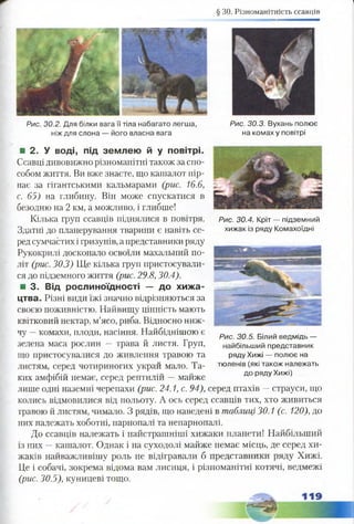 § ЗО. Різноманітність ссавців
Р и с . 3 0 .4 . Кріт — підземний
хижак із ряду Комахоїдні
■ 2. У воді, під землею й у повітрі.
Ссавці дивовижно різноманітні також за спо­
собом життя. Ви вже знаєте, що кашалот пір­
нає за гігантськими кальмарами (рис. 16.6,
с. 65) на глибину. Він може спускатися в
безодню на 2 км, а можливо, і глибше!
Кілька груп ссавців піднялися в повітря.
Здатні до планерування тварини є навіть се­
ред сумчастих і гризунів, а представники ряду
Рукокрилі досконало освоїли махальний по­
літ (рис. 30.3) Ще кілька груп пристосували­
ся до підземного життя (рис. 29.8,30.4).
■ 3. Від рослиноїдності — до хижа­
цтва. Різні види їжі значно відрізняються за
своєю поживністю. Найвищу цінність мають
квітковий нектар, м’ясо, риба. Відносно ниж­
чу —комахи, плоди, насіння. Найбіднішою є
зелена маса рослин — трава й листя. Груп,
що пристосувалися до живлення травою та
листям, серед чотириногих украй мало. Та­
ких амфібій немає, серед рептилій —майже
лише одні наземні черепахи (рис. 24.1, с. 94), серед птахів —страуси, що
колись відмовилися від польоту. А ось серед ссавців тих, хто живиться
травою й листям, чимало. З рядів, що наведені в таблиці 30.1 (с. 120), до
них належать хоботні, парнопалі та непарнопалі.
До ссавців належать і найстрашніші хижаки планети! Найбільший
із них —кашалот. Однак і на суходолі майже немає місць, де серед хи­
жаків найважливішу роль не відігравали б представники ряду Хижі.
Це і собачі, зокрема відома вам лисиця, і різноманітні котячі, ведмежі
(рис. 30.5), куницеві тощо.
Р и с . 3 0 .5 . Білий ведмідь —
найбільший представник
ряду Хижі — полює на
тюленів (які також належать
до ряду Хижі)
Р и с . 3 0 .2 . Для білки вага її тіла набагато легша,
ніж для слона — його власна вага
Р и с . 3 0 .3 . Вухань полює
на комах у повітрі
 