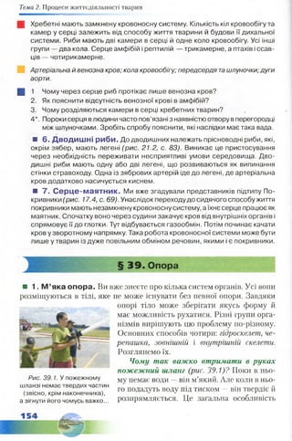 Тема 2. Процеси життєдіяльності тварин
 Хребетні мають замкнену кровоносну систему. Кількість кіл кровообігу та
камер у серці залежить від способу життя тварини й будови її дихальної
системи. Риби мають дві камери в серці й одне коло кровообігу. Усі інші
групи — два кола. Серце амфібій і рептилій — трикамерне, а птахів і ссав­
ців — чотирикамерне.
Артеріальна й венозна кров; кола кровообігу; передсердя ташлуночки; дуги
аорти.
Щ 1 Чому через серце риб протікає лише венозна кров?
2. Як пояснити відсутність венозної крові в амфібій?
3. Чому розділяються камери в серці хребетних тварин?
4*. Пороки серця влюдини часто пов’язані з наявністю отвору в перегородці
між шлуночками. Зробіть спробу пояснити, які наслідки має така вада.
■ 6. Дводишні риби. До дводишних належать прісноводні риби, які,
окрім зябер, мають легені (рис. 21.2, с. 83). Виникає це пристосування
через необхідність переживати несприятливі умови середовища. Дво­
дишні риби мають одну або дві легені, що розвиваються як випинання
стінки стравоходу. Одна із зябрових артерій іде до легені, де артеріальна
кров додатково насичується киснем.
■ 7. Серце-маятник. Ми вже згадували представників підтипу По­
кривники (рис. 17.4, с. 69). Унаслідок переходу до сидячого способу життя
покривники мають незамкнену кровоносну систему, а їхнє серце працює як
маятник. Спочатку воно через судини закачує кров від внутрішніх органів і
спрямовує її до глотки. Тут відбувається газообмін. Потім починає качати
кров у зворотному напрямку. Така робота кровоносної системи може бути
лише у тварин із дуже повільним обміном речовин, якими і є покривники.
Я 1. М ’яка опора. Ви вже зиеєте про кілька систем органів. Усі вони
розміщуються в тілі, яке не може існувати без певної опори. Завдяки
опорі тіло може зберігати якусь форму й
має можливість рухатися. Різні групи орга­
нізмів вирішують цю проблему по-різному.
Основних способів чотири: гідроскелет, че­
репашка, зовнішній і внутрішній скелети.
Розглянемо їх.
Чому так важко втримати в руках
пожежний шланг (рис. 39.1)? Поки в. ньо­
му немає води —він м’який. Але коли в ньо­
го подадуть воду під тиском —він твердіє й
розпрямляється. Це загальна особливість
Р и с . 3 9 .1 . У пожежному
шланзі немає твердих частин
(звісно, крім наконечника),
а зігнути його чомусь важко...
 
