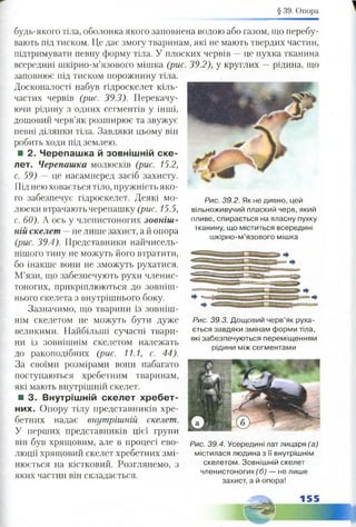 § 39. Опора
Р и с . 3 9 .2 . Як не дивно, цей
вільноживучий плаский черв, який
пливе, спирається на власну пухку
тканину, що міститься всередині
шкірно-м’язового мішка
будь-якого тіла, оболонка якого заповнена водою або газом, що перебу­
вають під тиском. Це дає змогу тваринам, які не мають твердих частин,
підтримувати певну форму тіла. У плоских червів —це пухка тканина
всередині шкірно-м’язового мішка (рис. 39.2), у круглих —рідина, що
заповнює під тиском порожнину тіла.
Досконалості набув гідроскелет кіль­
частих червів (рис. 39.3). Перекачу­
ючи рідину з одних сегментів у інші,
дощовий черв’як розширює та звужує
певні ділянки тіла. Завдяки цьому він
робить ходи під землею.
■ 2. Черепашка й зовнішній ске­
лет. Черепашка молюсків (рис. 15.2,
с. 59) — це насамперед засіб захисту.
Під нею ховається тіло, пружність яко­
го забезпечує гідроскелет. Деякі мо­
люски втрачають черепашку (рис. 15.5,
с. 60). А ось у членистоногих зовніш­
ній скелет —не лише захист, а й опора
(рис. 39.4). Представники найчисель-
нішого типу не можуть його втратити,
бо інакше вони не зможуть рухатися.
М’язи, що забезпечують рухи членис­
тоногих, прикріплюються до зовніш­
нього скелета з внутрішнього боку.
Зазначимо, що тварини із зовніш­
нім скелетом не можуть бути дуже
великими. Найбільші сучасні твари­
ни із зовнішнім скелетом належать
до ракоподібних (рис. 11.1, с. 44).
За своїми розмірами вони набагато
поступаються хребетним тваринам,
які мають внутрішній скелет.
■ 3. Внутрішній скелет хребет­
них. Опору тілу представників хре­
бетних надає внутрішній скелет.
У перших представників цієї групи
він був хрящовим, але в процесі ево- Рис. 39.4. Усередині лат лицаря (а,)
люції хрящовий скелет хребетних змі- містилася людина з її внутрішнім
нюється на кістковий. Розглянемо, з скелетом. Зовнішній скелет
членистоногих (б) — не лише
яких частин він складається. І '
захист, а и опора!
•дддтайаашшіпшіа^
Р и с . 3 9 .3 . Дощовий черв’як руха­
ється завдяки змінам форми тіла,
які забезпечуються переміщенням
рідини між сегментами
155
 