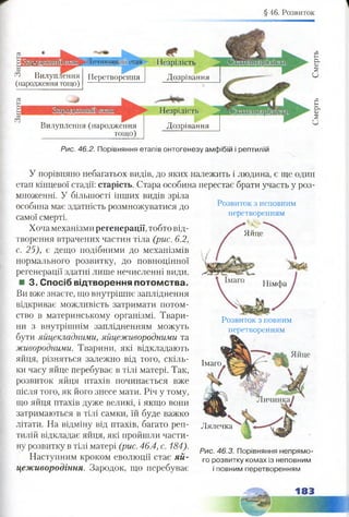 § 46. Розвиток
" Г І І'ІІ і ||Ц1|Ц|1ЧМ— — ■
Рис. 46.2. Порівняння етапів онтогенезу амфібій і рептилій
Розвиток з неповним
перетворенням
еЯйце
Німфа
У порівняно небагатьох видів, до яких належить і людина, є ще один
етап кінцевої стадії: старість. Стара особина перестає брати участь у роз­
множенні. У більшості інших видів зріла
особина має здатність розмножуватися до
самої смерті.
Хоча механізми регенерації, тобто від­
творення втрачених частин тіла (рис. 6.2,
с. 25), є дещо подібними до механізмів
нормального розвитку, до повноцінної
регенерації здатні лише нечисленні види.
■ 3. Спосіб відтворення потомства.
Ви вже знаєте, що внутрішнє запліднення
відкриває можливість затримати потом-
ство в материнському організмі. Твари­
ни з внутрішнім заплідненням можуть
бути яйцекладними, яйцеживородними та
живородними. Тварини, які відкладають
яйця, різняться залежно від того, скіль­
ки часу яйце перебуває в тілі матері. Так,
розвиток яйця птахів починається вже
після того, як його знесе мати. Річ у тому,
що яйця птахів дуже великі, і якщо вони
затримаються в тілі самки, їй буде важко
літати. На відміну від птахів, багато реп­
тилій відкладає яйця, які пройшли части­
ну розвитку в тілі матері (рис. 46.4, с. 184).
Наступним кроком еволюції стає яй-
цеживородіння. Зародок, що перебуває
Розвиток з повним
перетворенням
Імаго
Лялечка
Рис. 46.3. Порівняння непрямо­
го розвитку комах із неповним
і повним перетворенням
Личинкоіз етап
ення^ Вилуп.
(народження тощо)
Перетворення
ІІезрілість
Дозрівання
Вилуплення(народження
тощо)
Незрілість
Дозрівання
СмертьСмерть
 