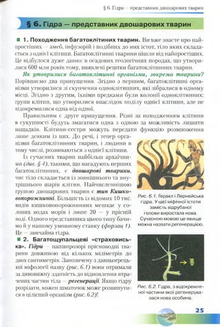 § 6. Гідра —представник двошарових тварин
§ 6. Гідра — представник двошарових тварин
■ 1. Походження багатоклітиних тварин. Вивже знаєте про най­
простіших —амеб, інфузорій і подібних до них істот, тіло яких склада­
ється з однієї клітини. Багатоклітинні тварини пішли від найпростіших.
Це відбулося дуже давно: в осадових геологічних породах, іцо утвори­
лися 600 млн років тому, виявлені рештки багатоклітинних тварин.
Як утворилися багатоклітинні організми, зокрема тварини?
Порівняємо два припущення. Згідно з першим, багатоклітинні орга­
нізми утворилися зі скупчення одноклітинних, які зібралися в одному
місці. Згідно з другим, їхніми предками були колонії одноклітинних:
групи клітин, що утворилися внаслідок поділу однієї клітини, але не
відокремилися одна від одної.
Правильним є друге припущення. Різні за походженням клітини
в сукупності будуть змагатися одна з одною за можливість лишити
нащадків. Клітини-сестри можуть передати функцію розмноження
лише деяким із них. До речі, і тепер орга­
нізми багатоклітинних тварин, і людини в
тому числі, розвиваються з однієї клітини.
Із сучасних тварин найбільш архаїчни­
ми (див. §4), такими, що нагадують перших
багатоклітинних, є двошарові тварини,
чиє тіло складається із зовнішнього та вну­
трішнього піарів клітин. Найчисленнішою
групою двошарових тварин є тип Кишко­
вопорожнинні. Більшість із відомих 10 тис.
видів кишковопорожнинних мешкає у со­
лоних водах морів і лише 20 — у прісній
воді. Одного представника цього типу бачи­
мо й у нашому умовному ставку (форзац 1).
Це —звичайна гідра.
■ 2. Багатощупальцеві «страховись­
ка». Гідри — напівпрозорі прісноводні тва­
рини довжиною від кількох міліметрів до
двох сантиметрів. Запозичену з давньогрець­
кої міфології назву (рис. 6.1) вони отримали
за дивовижну здатність до відновлення втра­
чених частин тіла —регенерації. Якщо гідру
розрізати, кожен шматочок може розвинути­
ся в цілісний організм (рис. 6.2)
Рис. 6.1. Геракл і Лернейська
гідра. У цієї міфічної істоти
замість відрубаної
голови виростала нова.
Сучасною мовою це явище
можна назвати регенерацією.
Рис. 6.2. Гідра, з відокремле­
ної частини якої регенерува­
лася нова особина.
 