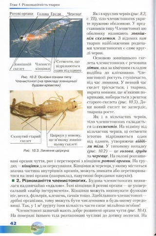 Тема 1. Різноманітність тварин
Сегменти, що
відрізняються
один від одного
Рис. 10.2. Основні ознаки типу
Членистоногі (на прикладі зовнішньої
будови креветки)
Ротові органи Голова Груди Черевце Як і в круглих червів (рис. 8.2,
с. 33), тіло членистоногих укри­
те пружною оболонкою. У пред­
ставників типу Членистоногі цю
оболонку називають зовніш­
нім скелетом. З відомих вам
тварин найближчими родича­
ми членистоногих є саме круг­
лі черви.
Основою зовнішнього ске­
лета членистоногих є речовина
хітин, яка за хімічним складом
подібна до клітковини. Чле­
нистоногі ростуть ступінчасто,
під час линяння. У певний час
скелет тріскається, і тварина,
вкрита новими, ще м’якими по­
кривами, вибирається з решток
старого скелета (рис. 10.3). До­
ки новий скелет не затвердіє,
тварина росте.
Як і в кільчастих червів,
тіло членистоногих складаєть­
ся із сегментів. На відміну від
кільчастих червів, ці сегменти
істотно відрізняються один
від одного, утворюючи відді­
ли тіла. У типовому випадку
(рис. 10.2) — це голова, груди
та черевце. На голові розташо­
вані органи чуття, рот і перетворені з кінцівок ротові органи. На гру­
дях —кінцівки для пересування. Кінцівки ж черевця, у якому міститься
значна частина внутрішніх органів, можуть зникати або перетворюва­
тися на інші органи (наприклад, павутинні бородавки павуків).
■ 2. Різноманіття членистоногих. Будова членистоногих вияви­
лася надзвичайно «вдалою». їхні кінцівки й ротові органи —це універ­
сальний «набір інструментів». Кінцівки можуть виконувати функцію
ніг, весел, фільтрів, клешень, гачків тощо. Здебільшого членистоногі —
дрібні організми, тому можуть бути численними в будь-якому середо­
вищі. Так, у ї м 3ґрунту їхня кількість часто сягає мільйона особин!
Членистоногі зазвичай мають добре розвинені органи чуття (рис. 10.4).
На поверхні їхнього тіла розташовані чутливі до дотику волоски. На
Скинутий старий
скелет
Цвіркун у новому,
ще м’якому зовніш­
ньому скелеті
Рис. 10.3. Линяння цвіркуна
 
