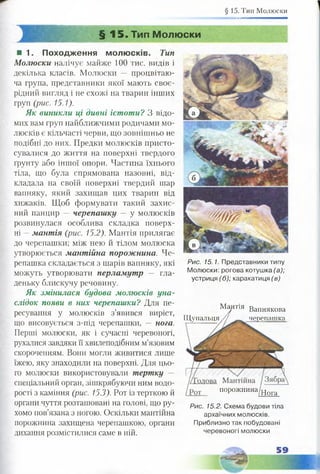 § 15. Тип Молюски
шшшншнннаншввві
§ 15. Тип Молюски
■ 1. Походження молюсків. Тип
Молюски налічує майже 100 тис. видів і
декілька класів. Молюски — процвітаю­
ча група, представники якої мають своє­
рідний вигляд і не схожі на тварин інших
груп (рис. 15.1).
Як виникли ці дивні істоти? З відо­
мих вам груп найближчими родичами мо­
люсків є кільчасті черви, що зовнішньо не
подібні до них. Предки молюсків присто­
сувалися до життя на поверхні твердого
ґрунту або іншої опори. Частина їхнього
тіла, що була спрямована назовні, від­
кладала на своїй поверхні твердий шар
вапняку, який захищав цих тварин від
хижаків. Щоб формувати такий захис­
ний панцир — черепашку — у молюсків
розвинулася особлива складка поверх­
ні —мантія (рис. 15.2). Мантія прилягає
до черепашки; між нею й тілом молюска
утворюється мантійна порожнина. Че­
репашка складається з шарів вапняку, які
можуть утворювати перламутр — гла­
деньку блискучу речовину.
Як змінилася будова молюсків уна­
слідок появи в них черепашки? Для пе­
ресування у молюсків з’явився виріст,
що висовується з-під черепашки, — нога.
Перші молюски, як і сучасні черевоногі,
рухалися завдяки її хвилеподібним м’язовим
скороченням. Вони могли живитися лише
їжею, яку знаходили на поверхні. Для цьо­
го молюски використовували тертку —
спеціальний орган, зішкрябуючи ним водо­
рості з каміння (рис. 15.3). Рот із терткою й
органи чуття розташовані на голові, що ру­
хомо пов’язана з ногою. Оскільки мантійна
порожнина захищена черепашкою, органи
дихання розмістилися саме в ній.
Рис. 15.1. Представники типу
Молюски: рогова котушка (а);
устриця (б); каракатиця (в)
Мантія Вапнякова
Щупальця / / - чепепяпткя
порожнина/цога
Рис. 15.2. Схема будови тіла
архаїчних молюсків.
Приблизно так побудовані
черевоногі молюски
 