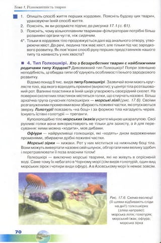 Тема 1. Різноманітність тварин
І 1. Опишіть спосіб життя перших хордових. Поясніть будову цих тварин,
ураховуючи їхній спосіб життя.
2. Поясніть, як ви розумієте підпис до рисунка 17.1 (с. 61).
3. Поясніть, чому вільноплавним тваринам-фільтраторам потрібні більш
розвинені органи чуття, ніж сидячим.
4*. Тільки в хордових тіло продовжується далі від анального отвору, утво­
рюючи хвіст. До речі, людина теж має хвіст, але тільки підчас зародко­
вого розвитку. Як пов’язані спосіб руху перших представників нашого
типу та наявність у них хвоста?
■ 4. Тип Голкошкірі. Хто з безхребетних тварин є найближчими
родичами типу Хордові? Дивовижний тип Голкошкірі! Попри зовнішню
неподібність, ці обидва типи об’єднують особливості їхнього зародкового
розвитку.
Відомо понад 6 тис. видів типуГолкошкірі.Зазвичай вони мають круг­
лясте тіло, від якого відходять промені (вирости); у центрі тіла розташова­
ний рот. Вапняні пластинки в їхній шкірі утворюють своєрідний скелет. На
поверхні скелетних пластинок містяться голки, що стирчать назовні. Більш
архаїчна група сучасних голкошкірих — морські лілії (рис. 17.6). Своїми
розгалуженими променями вони збирають поживні частки, які опускаються
зверху. Голотурії повзають «на боці» і за формою тіла нагадують червів.
Існують їстівні голотурії — трепанги.
Куполоподібне тіло морських їжаків укрите міцною шкаралупою. Свої
рухливі голки вони використовують не тільки для захисту, а й для пере­
сування: ними можна «ходити», мов дибами.
Офіури — найрухливіші голкошкірі, які «ходять» дном видовженими
променями, збираючи дрібні поживні частки.
Морські зірки — хижаки. Рот у них міститься на нижньому боці тіла.
Вони можуть вивертати назовні свій шлунок, обгортати ним велику здобич
і перетравлювати її поза власним тілом!
Голкошкірі — виключно морські тварини, які не живуть в опрісненій
воді. Саме тому їх небагато в Чорному морі (сім видів голотурій, один вид
морських зірок і чотири види офіур). А в Азовському морі їх немає зовсім.
Рис. 77.6. Схема еволюції
(її шляхи відбивають сліди
на дні!) голкошкірих
(зліва направо):
морська лілія; голотурія;
морський їжак; офіура;
морська зірка
 