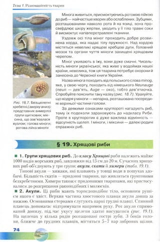Тема 1. Різноманітність тварин
Мінога живиться, присмоктуючись ротовою лійкою
до риб — найчастіше хворих або ослаблених. Зубцями,
розташованими навколо рота й на язиці, вона про­
свердлює шкіру жертви, уводить у її тіло травні соки
й висмоктує напівперетравлені тканини.
Уздовж осі тіла міног проходить добре розви­
нена хорда, яка надає тілу пружності. Над хордою
містяться невеликі хрящові хребцеві дуги. Головний
мозок та органи чуття міноги захищені хрящовим
черепом.
Міног уживають в їжу, вони дуже смачні. Чисель­
ність міноги української, яка живе у водоймах нашої
країни, невелика, тож ця тварина потребує охорони й
занесена до Червоної книги України.
Назва мінога походить від польського слова тіпод,
яке, у свою чергу, походить від німецького Neunauge
(neun — дев’ять, Auge — око), тобто дев’ятиочка.
Спробуйте пояснити таку назву (рис. 18.7). Урахуйте,
що ніздря у міноги — непарна, розташована посереди­
ні верхньої частини голови.
За деякими ознаками круглороті нагадують риб,
тому їх подеколи зараховують до надкласу Риби.
Проте в круглоротих є дуже важлива відмінність —
відсутність щелеп. І міноги, і міксини — далекі родичі
справжніх риб.
§ 19. Хрящові риби
■ 1. Групи хрящових риб. До класу Хрящові риби належить майже
1000 видів морських риб, завдовжки від 15 см до 20 м. Сучасних хрящо­
вих риб об’єднують у три групи: акули, скати й химери (табл. 19.1).
Типові акули —хижаки, які плавають у товщі води в пошуках здо­
бичі. Більшість скатів —придонні тварини, що живляться ґрунтовими
безхребетними. Химери також є придонними тваринами, які пристосу­
валися до розгризання ракоподібних і молюсків.
■ 2. Акули. Ці риби мають торпедоподібне тіло, основним руші­
єм якого є хвіст. Верхня частина хвостового плавця акули довша за
нижню. Основними стернами слугують парні грудні плавці. Спинний
плавець допомагає підтримувати напрямок руху. Рот акули спрямо­
ваний донизу, під_час укусу щелепи здатні висуватися (рис. 19.1).
На щелепах у кілька рядів розташовані гострі зуби. З боків голо­
ви, ближче до грудних плавців, містяться 5-7 пар зябрових щілин.
Рис. 18.7. Безщелепні
хребетні (зверху вниз):
представник вимерлої
групи щиткових; мік-
сина, що зав’язалася
вузлом; голова міноги;
ротова лійка міноги
 