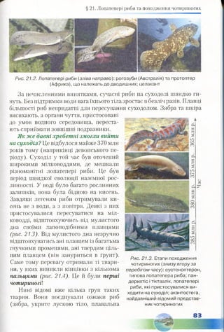 §21. Лопатепері риби та походження чотириногих
Рис. 21.2. Лопатепері риби (зліва направо): рогозуби (Австралія) та протоптер
(Африка), що належать до дводишних; целакант
За нечисленними винятками, сучасні риби на суходолі швидко ги­
нуть. Без підтримки води вага їхнього тіла зростає в безліч разів. Плавці
більшості риб непридатні для пересування суходолом. Зябра та шкіра
висихають, а органи чуття, пристосовані
до умов водного середовища, переста­
ють сприймати зовнішні подразники.
Як же давні хребетні змогли вийти
на суходіл? Це відбулося майже 370 млн
років тому (наприкінці девонського пе­
ріоду). Суходіл у той час був оточений
широкими мілководдями, де мешкали
різноманітні лопатепері риби. Це був
період швидкої еволюції наземної рос­
линності. У воді було багато рослинних
залишків, вона була бідною на кисень.
Завдяки легеням риби отримували ки­
сень не з води, а з повітря. Деякі з них
пристосувалися пересуватися на міл­
ководді, відштовхуючись від мулистого
дна своїми лапоподібними плавцями
(рис. 21.3). Від мулистого дна незручно
відштовхуватись ані плавцем із багатьма
гнучкими променями, ані твердим ціль­
ним плавцем (він зануриться в ґрунт).
Саме тому перевагу отримали ті твари­
ни, у яких виникли кінцівки з кількома
пальцями (рис. 21.4). Це й були перші
чотириногії
Нині відомі вже кілька груп таких
тварин. Вони поєднували ознаки риб
(зябра, укрите лускою тіло, плавальна
Р и с . 21.3. Етапи походження
чотириногих (знизу вгору за
перебігом часу): еустеноптерон,
типова лопатепера риба; пан-
дерихтіс і тіктаалік, лопатепері
риби,які пристосувалися ви­
ходити на суходіл; акантостега,
найдавніший відомий представ­
ник чотириногих
 