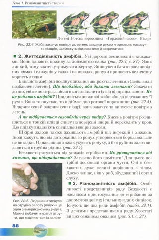 Тема 1. Різноманітність тварин
Легені Ротова порожнина «Горловий насос» Ніздря
Рис. 22.4. Жаба закачує повітря до легень завдяки рухам «горлового насосу»
та ніздрів, що можуть відкриватися й закриватися
■ 2. Життєдіяльність амфібій. Усі дорослі земноводні є хижака­
ми. Вони хапають поживу за допомогою язика (рис. 22.3, с. 87). Язик
липкий, тому здатен утримувати жертву. Знищуючи багато рослиноїд­
них комах і слизунів у садах і на городах, ропухи приносять величезну
користь людям.
Більшість амфібій поєднує дихання шкірою та легенями (деякі види
позбавлені легень). Що необхідно, аби дихати легенями? Закачати
до них свіже повітря, а після цього звільнити їх від відпрацьованого. Як
це роблять амфібії? Придивіться до живої жаби або до відеозапису її
рухів. Вона то опускає, то підіймає дно ротової порожнини (рис. 22.4).
Відкриваючи й закриваючи ніздрі, вона закачує та випускає повітря з
легень.
А як відбувається газообмін через шкіру? Кисень повітря розчи­
няється в тонкій плівці слизу на поверхні шкіри й переходить у кров.
Цю плівку виділяють спеціальні шкірні залози.
Шкірні залози також захищають амфібій від інфекцій і хижаків.
Іноді кажуть, що від доторкання до ропух утворюються бородавки, але
це вигадки. Однак, якщо хижак укусить роЦуху, з її отруйних залоз ви­
давиться отруйна рідина (рис. 22.5).
Безхвості рятуються від хижаків стрибками. Як урятуватися від
хижака, що підкрадається? Завчасно його помітити! Для цього по­
трібні досконалі органи чуття. Очі в без­
хвостих дуже великі порівняно з тілом.
Досконаліше, ніж у риб, збудований і орган
слуху.
■ 3. Різноманітність амфібій. Особ­
ливості представників ряду Безхвості є
наслідком пристосування до стрибання за
допомогою довгих ісильних задніх кінцівок.
Існують ще два ряди амфібій (табл. 22.1).
З деякими представниками ряду Хвостаті
ви вже ознайомлювалися (рис. 5.1, с. 21).
Рис. 22.5. Людина натиснула
на отруйну залозу ропухи (це
один з американськихвидів).
Можна побачити крагілі отру­
ти, що виділяються із залози
 