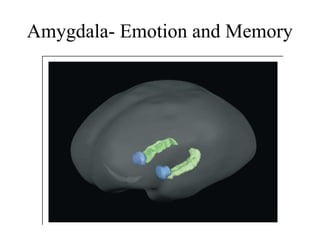 Amygdala- Emotion and Memory
 