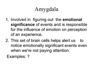 Amygdala
1. Involved in figuring out the emotional
significance of events and is responsible
for the influence of emotion on perception
of an experience.
2. This set of brain cells helps alert us to
notice emotionally significant events even
when we're not paying attention.
Examples: ?
 