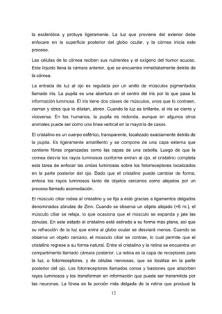 la esclerótica y protuye ligeramente. La luz que proviene del exterior debe
enfocare en la superficie posterior del globo ocular, y la córnea inicia este
proceso.

Las células de la córnea reciben sus nutrientes y el oxígeno del humor acuoso.
Este líquido llena la cámara anterior, que se encuentra inmediatamente detrás de
la córnea.

La entrada de luz al ojo es regulada por un anillo de músculos pigmentados
llamado iris. La pupila es una abertura en el centro del iris por la que pasa la
información luminosa. El iris tiene dos clases de músculos, unos que lo contraen,
cierran y otros que lo dilatan, abren. Cuando la luz es brillante, el iris se cierra y
viceversa. En los humanos, la pupila es redonda, aunque en algunos otros
animales puede ser como una línea vertical en la mayoría de casos.

El cristalino es un cuerpo esférico, transparente, localizado exactamente detrás de
la pupila. Es ligeramente amarillento y se compone de una capa externa que
contiene fibras organizadas como las capas de una cebolla. Luego de que la
cornea desvía los rayos luminosos conforme entran al ojo, el cristalino completa
esta tarea de enfocar las ondas luminosas sobre los fotorreceptores localizados
en la parte posterior del ojo. Dado que el cristalino puede cambiar de forma,
enfoca los rayos luminosos tanto de objetos cercanos como alejados por un
proceso llamado acomodación.

El músculo ciliar rodea al cristalino y se fija a éste gracias a ligamentos delgados
denominados zónulas de Zinn. Cuando se observa un objeto alejado (+6 m.), el
músculo ciliar se relaja, lo que ocasiona que el músculo se expanda y jale las
zónulas. En este estado el cristalino está estirado a su forma más plana, así que
su refracción de la luz que entra al globo ocular se desviará menos. Cuando se
observa un objeto cercano, el músculo ciliar se contrae, lo cual permite que el
cristalino regrese a su forma natural. Entre el cristalino y la retina se encuentra un
compartimento llamado cámara posterior. La retina es la capa de receptores para
la luz, o fotorreceptores, y de células nerviosas, que se localiza en la parte
posterior del ojo. Los fotorreceptores llamados conos y bastones que absorben
rayos luminosos y los transforman en información que puede ser transmitida por
las neuronas. La fóvea es la porción más delgada de la retina que produce la

                                         12
 