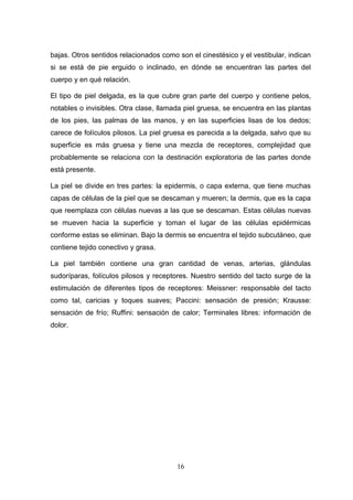 bajas. Otros sentidos relacionados como son el cinestésico y el vestibular, indican
si se está de pie erguido o inclinado, en dónde se encuentran las partes del
cuerpo y en qué relación.

El tipo de piel delgada, es la que cubre gran parte del cuerpo y contiene pelos,
notables o invisibles. Otra clase, llamada piel gruesa, se encuentra en las plantas
de los pies, las palmas de las manos, y en las superficies lisas de los dedos;
carece de folículos pilosos. La piel gruesa es parecida a la delgada, salvo que su
superficie es más gruesa y tiene una mezcla de receptores, complejidad que
probablemente se relaciona con la destinación exploratoria de las partes donde
está presente.

La piel se divide en tres partes: la epidermis, o capa externa, que tiene muchas
capas de células de la piel que se descaman y mueren; la dermis, que es la capa
que reemplaza con células nuevas a las que se descaman. Estas células nuevas
se mueven hacia la superficie y toman el lugar de las células epidérmicas
conforme estas se eliminan. Bajo la dermis se encuentra el tejido subcutáneo, que
contiene tejido conectivo y grasa.

La piel también contiene una gran cantidad de venas, arterias, glándulas
sudoríparas, folículos pilosos y receptores. Nuestro sentido del tacto surge de la
estimulación de diferentes tipos de receptores: Meissner: responsable del tacto
como tal, caricias y toques suaves; Paccini: sensación de presión; Krausse:
sensación de frío; Ruffini: sensación de calor; Terminales libres: información de
dolor.




                                        16
 