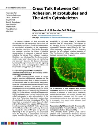 Tel. 972 8 934 Fax. 972 8 934
E-mail:
Web page:
Faculty of Biology104
Miriam Lev Ran
Christoph Ballestrem
Letizia Carramusa
Katya Arnold
Shlomit Boguslavsky
Inna Grosheva
Vered Bar On
Yulya Zilberman
Julia Zonis
Cross Talk Between Cell
Adhesion, Microtubules and
The Actin Cytoskeleton
Department of Molecular Cell Biology
Alexander Bershadsky
2884 4125
alexander.bershadsky@weizmann.ac.il
www.weizmann.ac.il/mcb/idcards/idbershadsky.html
The research interests of Hmy laboratory are
concentrated on the mechanisms that control cell
shape,motilityandpolarity.Theseprocessesdepend
on coordinated remodeling of the cytoskeleton
and adhesion structures. Rho family G-proteins
are molecular switches that trigger cytoskeletal
reorganizations in response to external signals,
including the signals from adhesion receptors.
Modulators and effectors of the Rho family proteins
are the major factors determining cell morphology
and locomotory behavior. We discuss below novel
functions of two prominent players in this signaling
network: the formin homology protein, mDia1, and
the armadillo family protein, p120 catenin.
Coordinate regulation of focal adhesion
assembly and microtubule dynamics by formin
homology protein mDia1
The formin homology protein, mDia1, is a major
target of Rho and is responsible, together with the
Rho-associated kinase (ROCK), for the formation of
focal adhesions (FAs). Focal adhesions are dynamic
molecular complexes associated with integrin-family
transmembrane receptors connecting the actin
cytoskeleton with the extracellular matrix (Fig. 1). Cell
motility depends on both assembly and disassembly
of the FAs. In the pathway controlling FAs assembly,
ROCK regulates myosin II-driven contractility, while
mDia1 is implicated in actin polymerization. At the
same time, FA turnover depends on another class
of cytoskeletal elements, microtubules (MTs). We
found that a constitutively active form of mDia1
(mDia1∆N3) affects three aspects of MT dynamics.
In cells expressing mDia1∆N3, (1) the growth rate
at the MT plus-ends in the cell body decreased
by half, (2) the rates of MT plus-end growth and
shortening at the cell periphery also decreased,
while the frequency of catastrophes and rescue
events remained unchanged, and (3) mDia1∆N3
expression in cytoplasts lacking a centrosome
stabilized free MT minus-ends. The changes in
MT behavior in the mDia1∆N3-expressing cells
increased MT targeting toward FAs (Fig. 2). Thus,
mDia1-dependent alterations in MT dynamics
augment the MT-mediated negative regulation of
FAs. This function of mDia1 may create a negative
feedback loop controlling FA growth.
Association of p120 catenin with dynamic actin
structures and its involvement in the control of
actin polymerization-driven motility
The armadillo family protein p120 catenin
(p120ctn) binds juxtamembrane domains of classical
cadherins and localizes to cell-cell junctions. Upon
Fig. 1 Association of focal adhesions with the actin
cytoskeleton. A portion of the leading lamella of T47D cell
stimulated by neuregulin is shown. Actin is visualized by
phalloidin staining (green), and adhesion structures - with
anti-phosphotyrosine antibodies (red). The margins of
the lamellipodium contain a dense actin network, marked
by arrowheads. Here nascent matrix adhesions (focal
complexes) are formed.
 