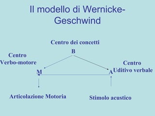 Il modello di Wernicke-
Geschwind
Stimolo acusticoArticolazione Motoria
Centro
Uditivo verbale
Centro
Verbo-motore
AM
B
Centro dei concetti
 